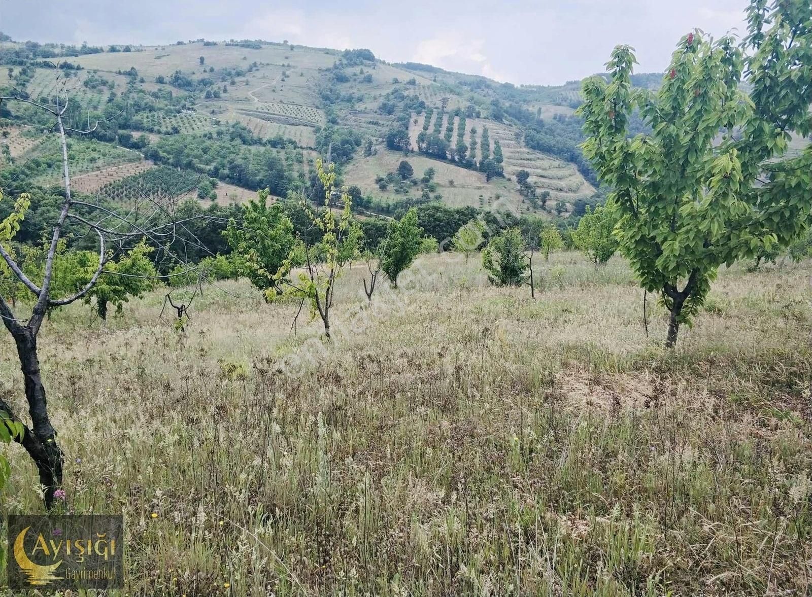 Bursa İznik Tacir Köyünde 8.700m² Satılık Meyve Bahçesi - Görsel 6