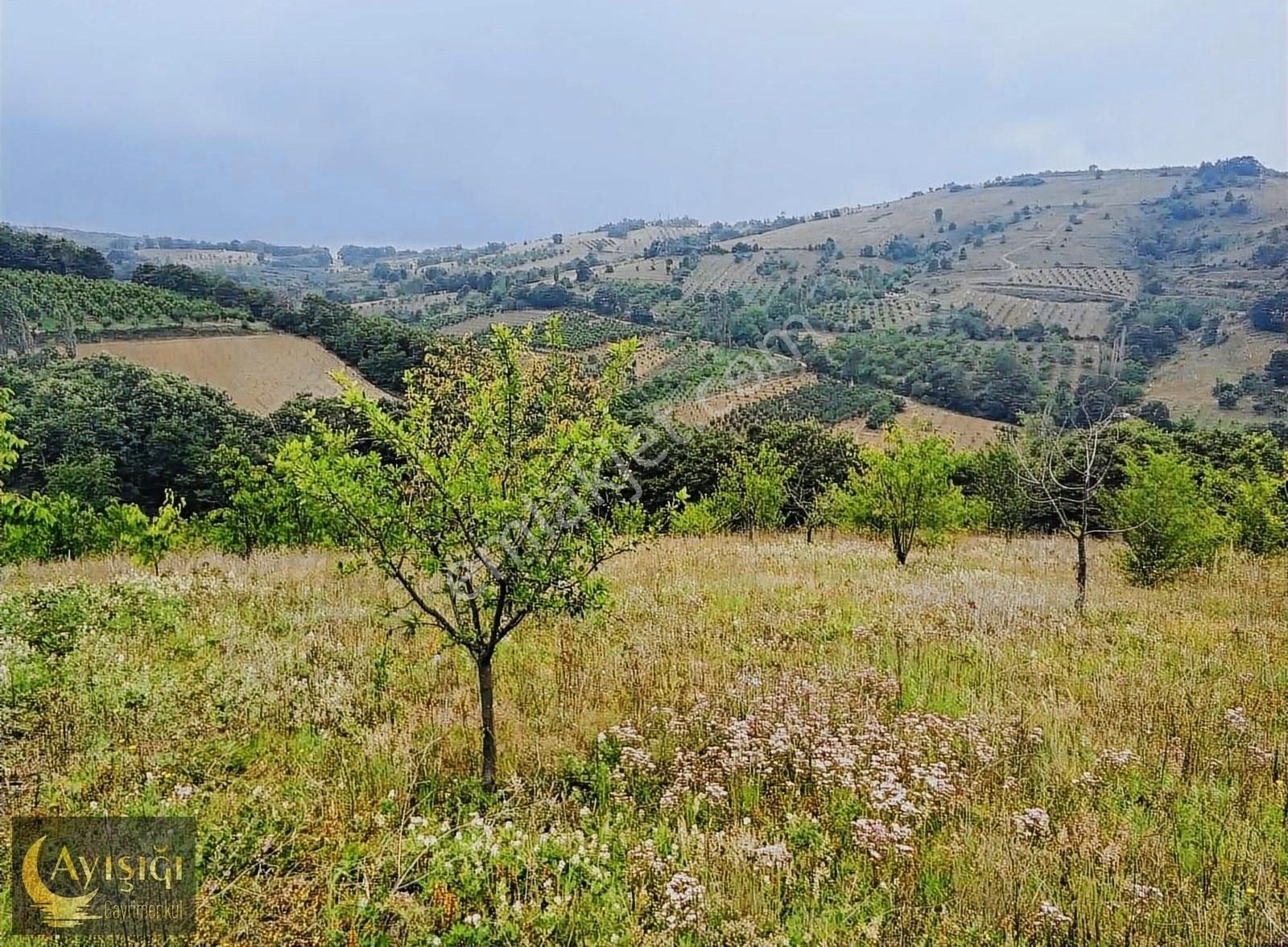 Bursa İznik Tacir Köyünde 8.700m² Satılık Meyve Bahçesi - Görsel 2