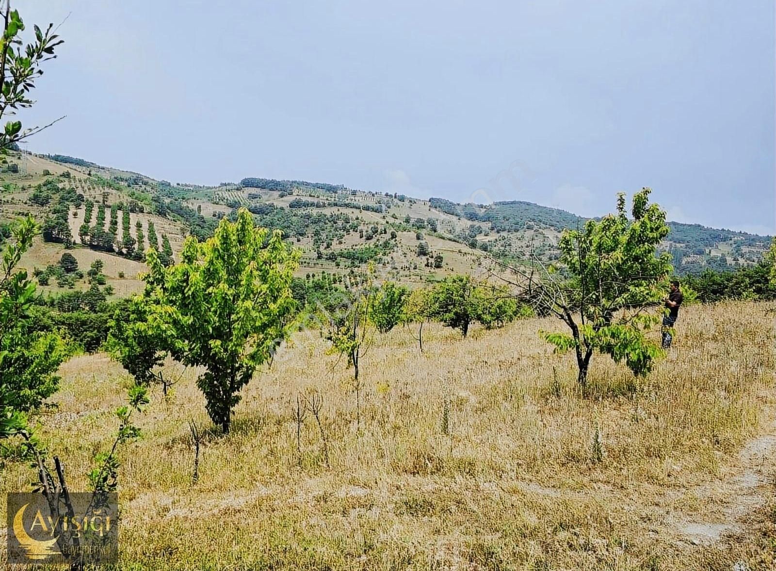 Bursa İznik Tacir Köyünde 8.700m² Satılık Meyve Bahçesi - Görsel 7