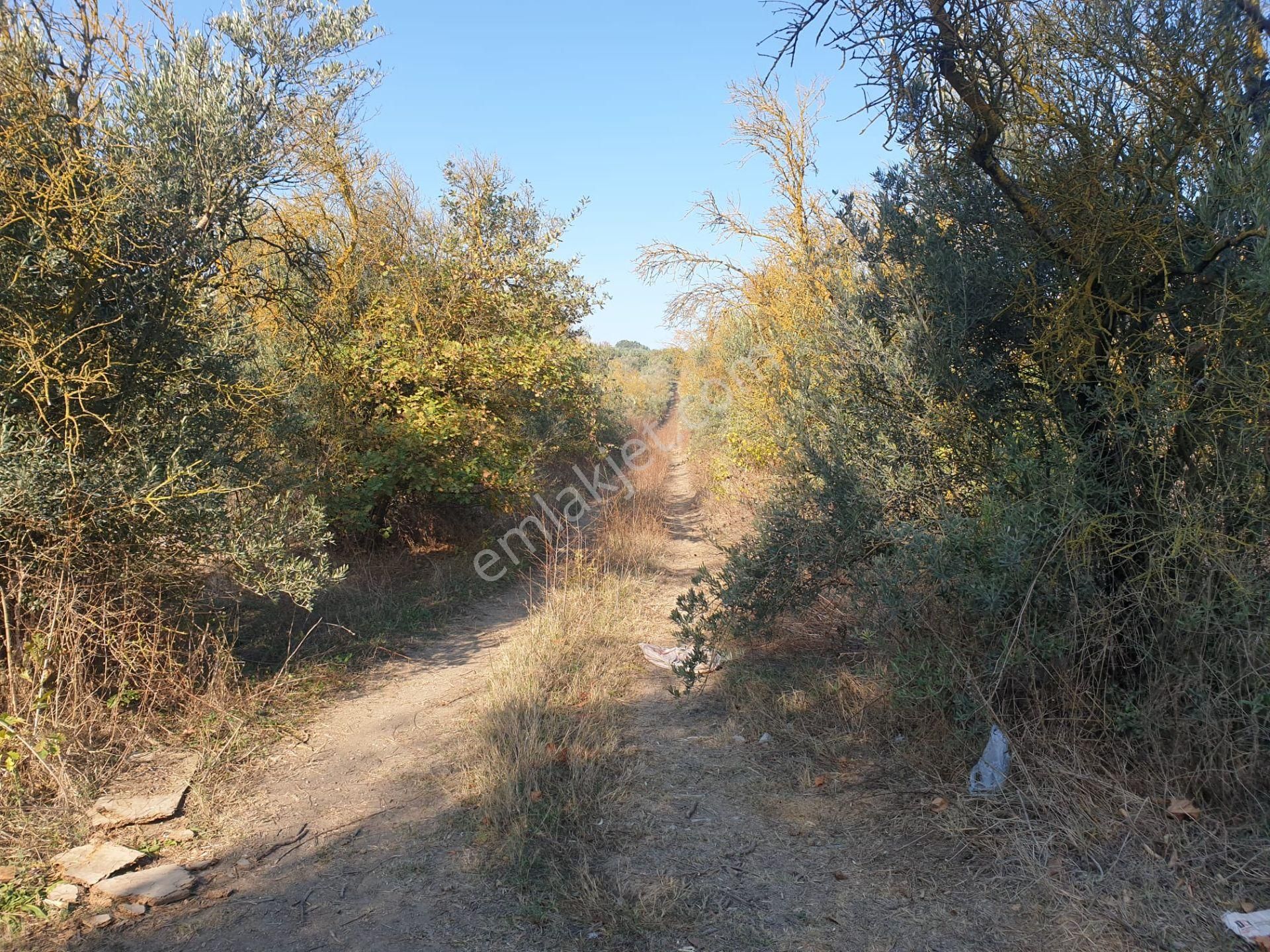 Bursa Mudanya Ülküköyde Satılık Tarla - Görsel 11
