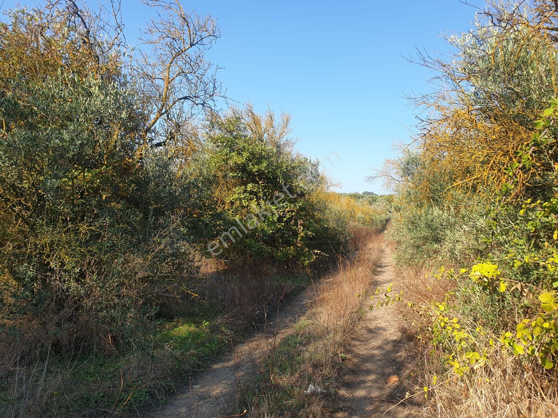 Bursa Mudanya Ülküköyde Satılık Tarla - Görsel 16