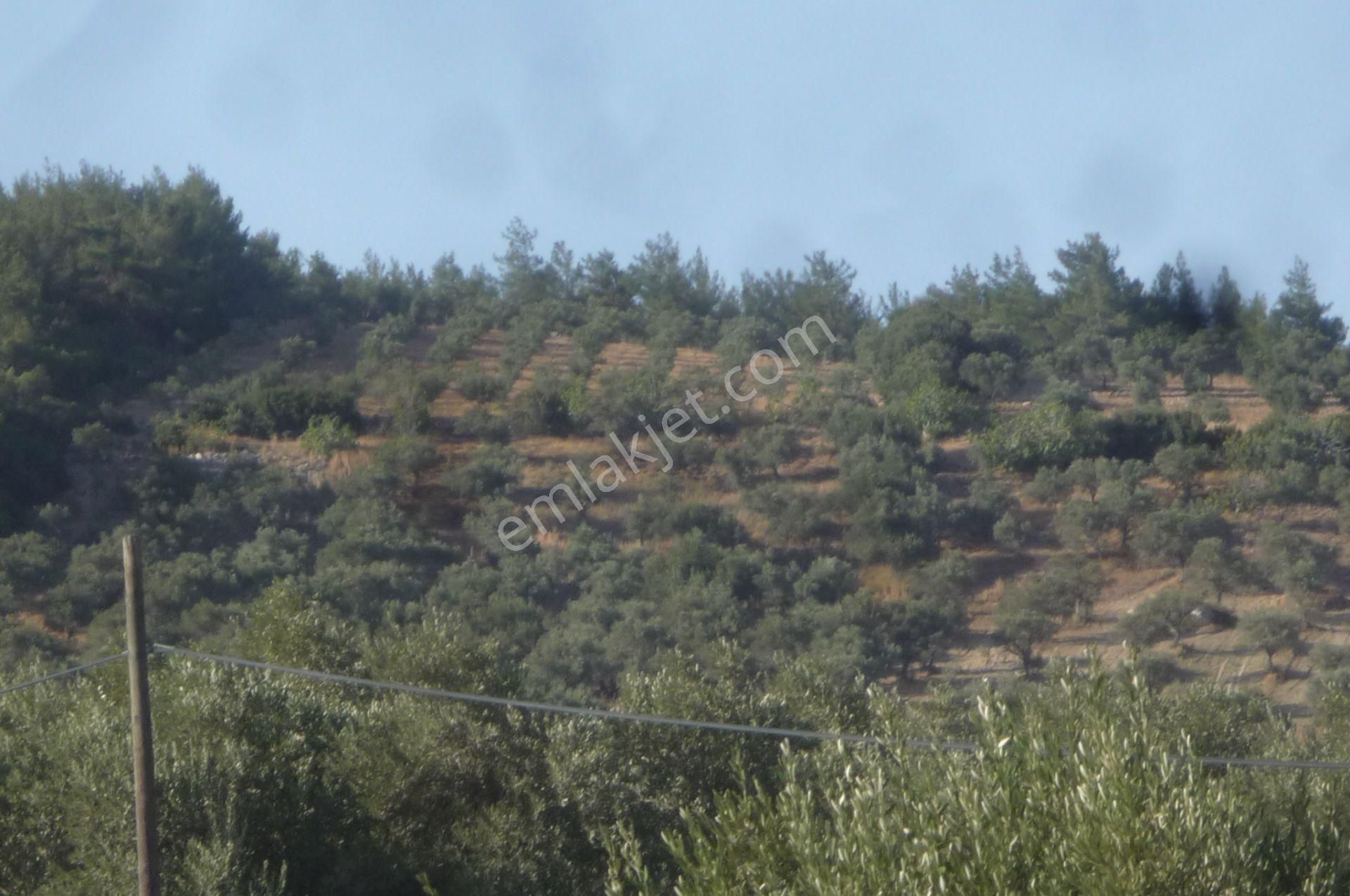 İzmir Torbalı Gold Emlaktan Saiplerde Satılık Zeytinlik - Görsel 2