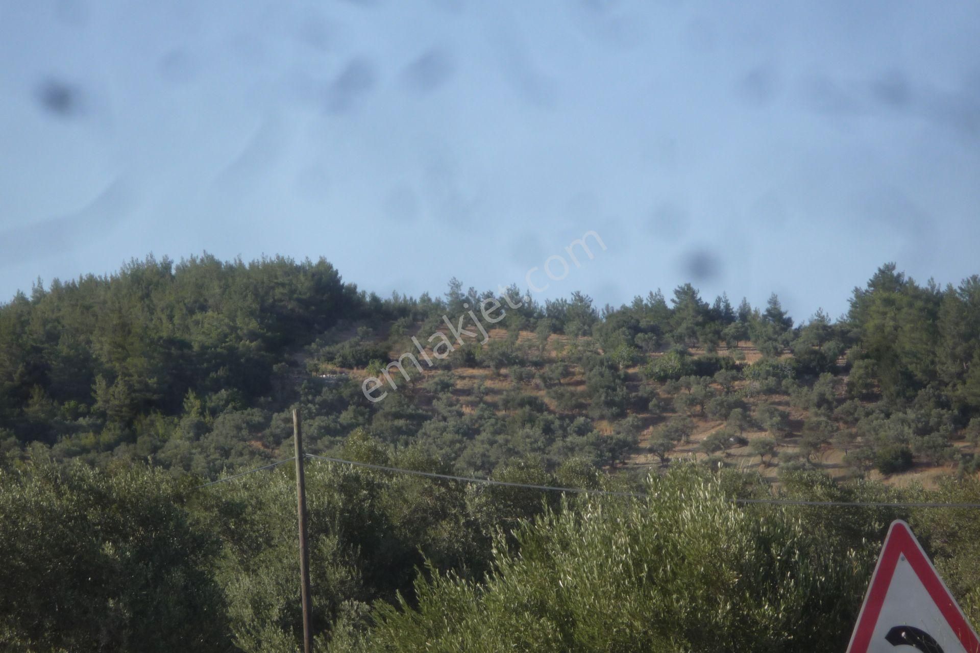 İzmir Torbalı Gold Emlaktan Saiplerde Satılık Zeytinlik - Görsel 3