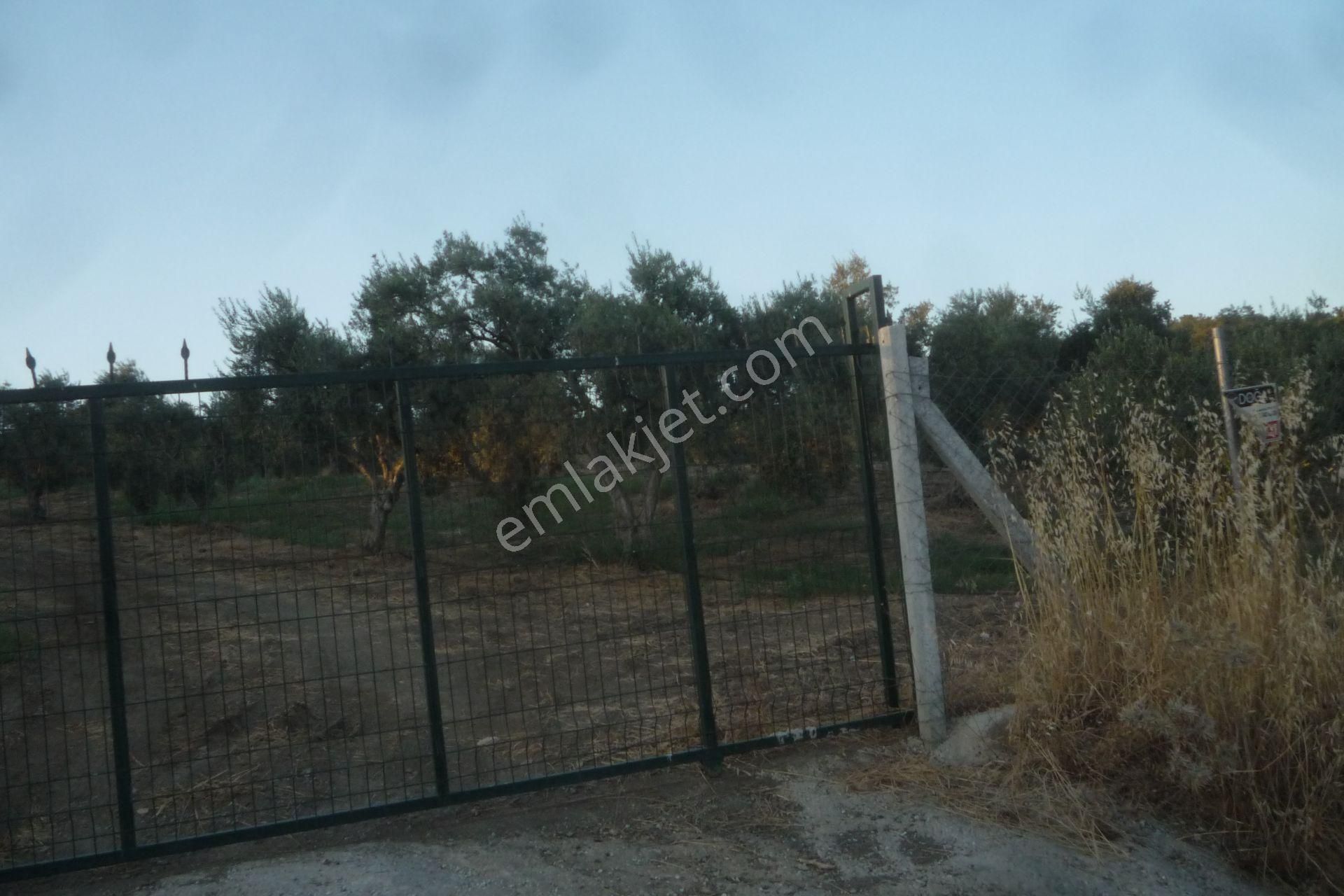 İzmir Torbalı Gold Emlaktan Satılık Harika Bakımlı Zeytinlik - Görsel 14