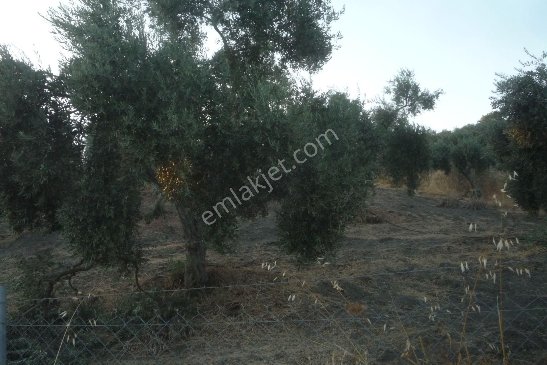 İzmir Torbalı Gold Emlaktan Satılık Harika Bakımlı Zeytinlik - Görsel 10