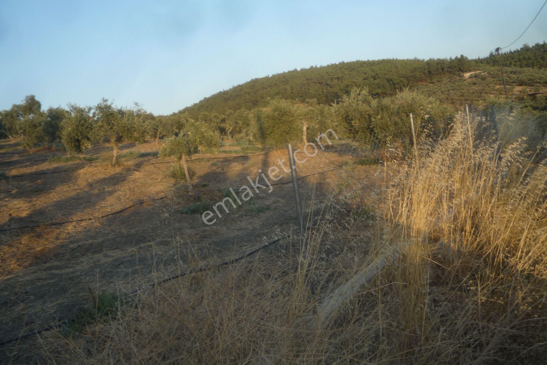 İzmir Torbalı Gold Emlaktan Satılık Harika Bakımlı Zeytinlik - Görsel 5