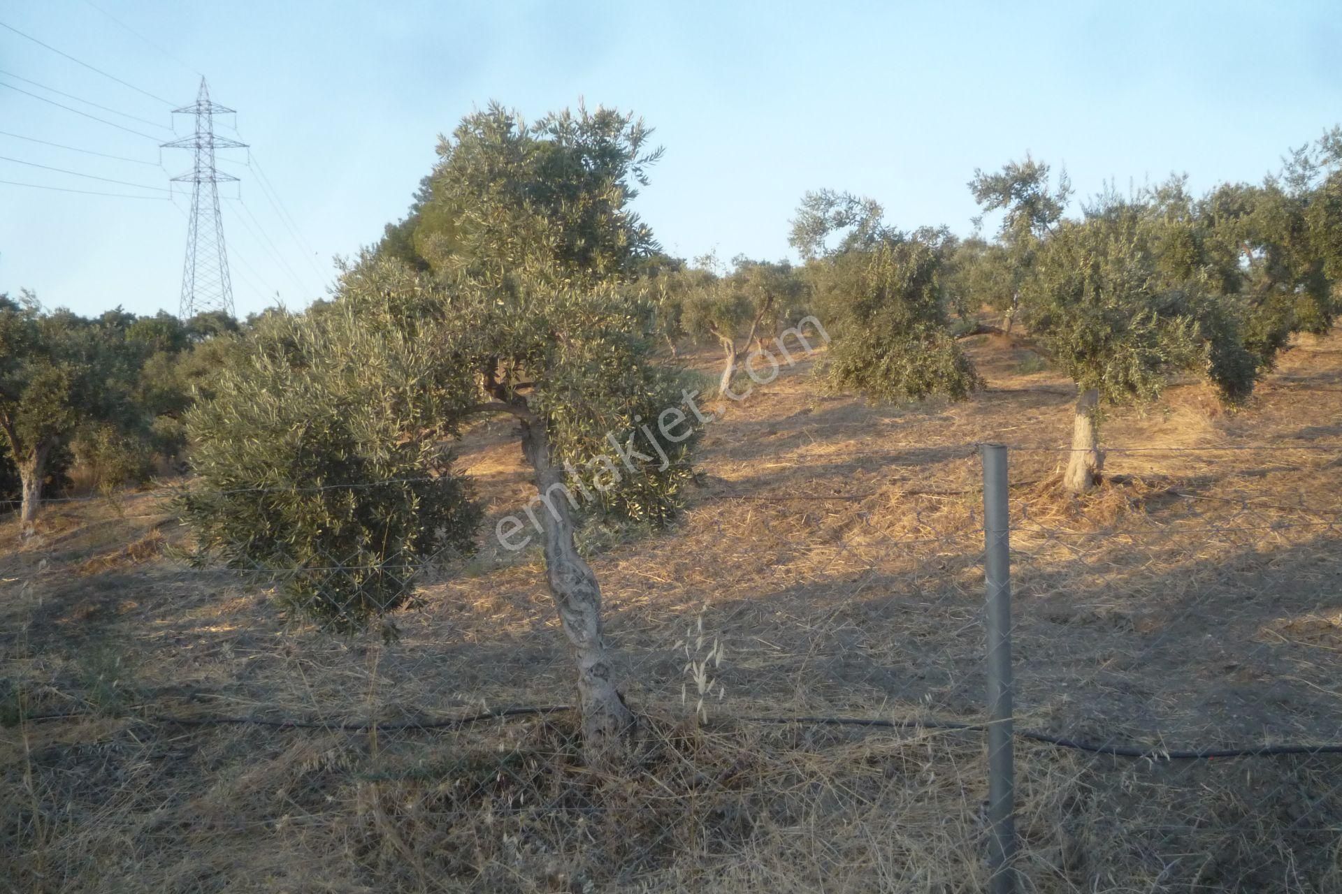 İzmir Torbalı Gold Emlaktan Satılık Harika Bakımlı Zeytinlik - Görsel 3