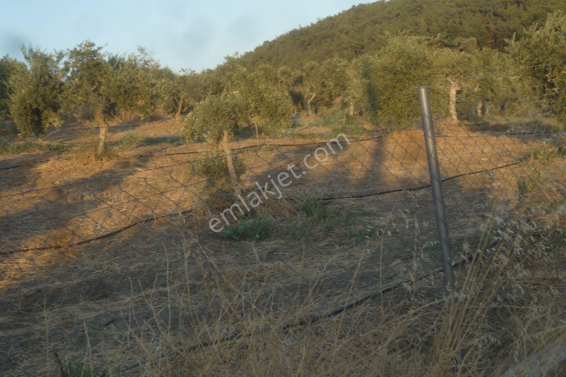 İzmir Torbalı Gold Emlaktan Satılık Harika Bakımlı Zeytinlik - Görsel 7