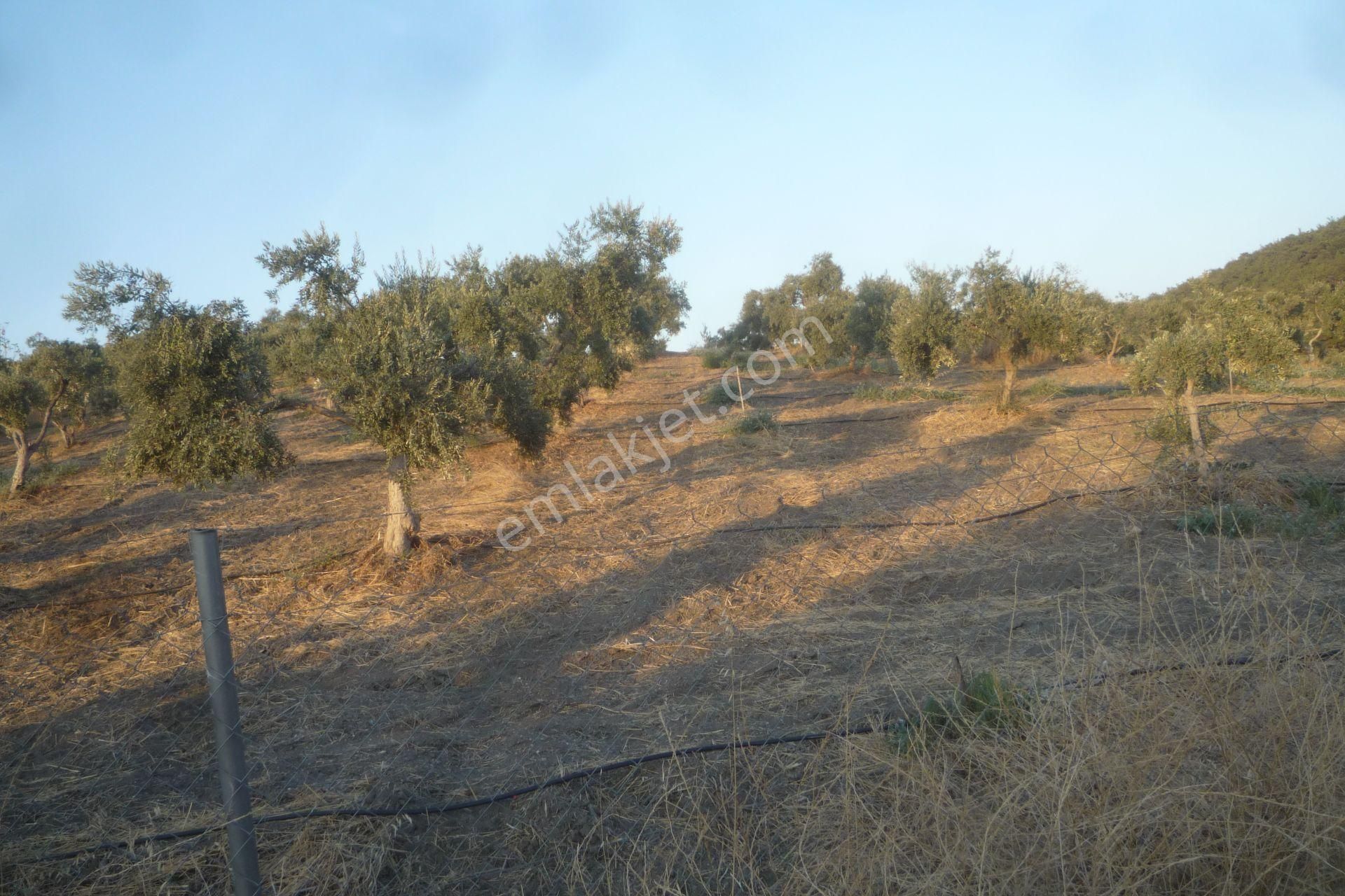 İzmir Torbalı Gold Emlaktan Satılık Harika Bakımlı Zeytinlik - Görsel 4