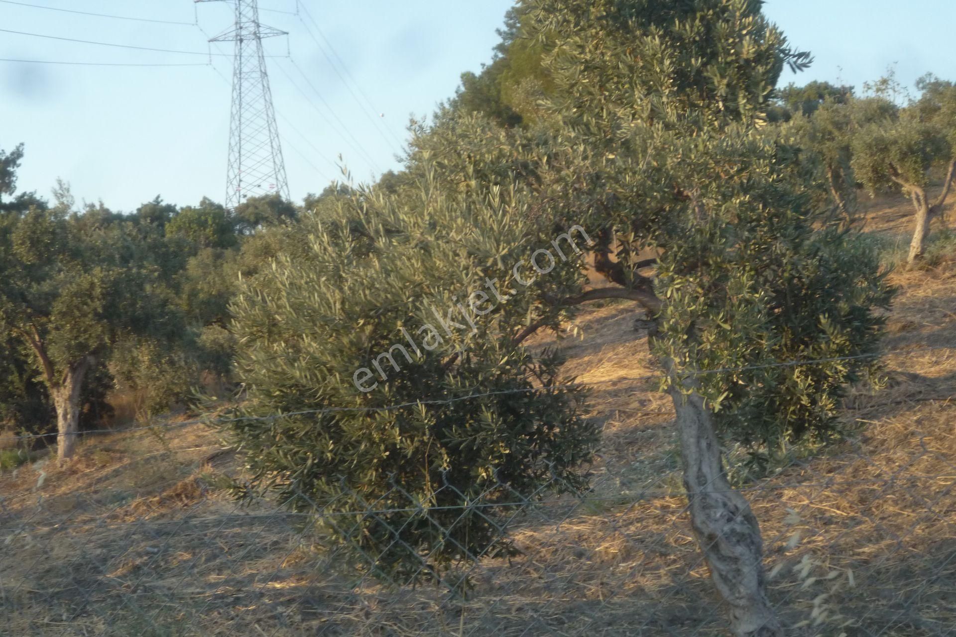 İzmir Torbalı Gold Emlaktan Satılık Harika Bakımlı Zeytinlik - Görsel 2