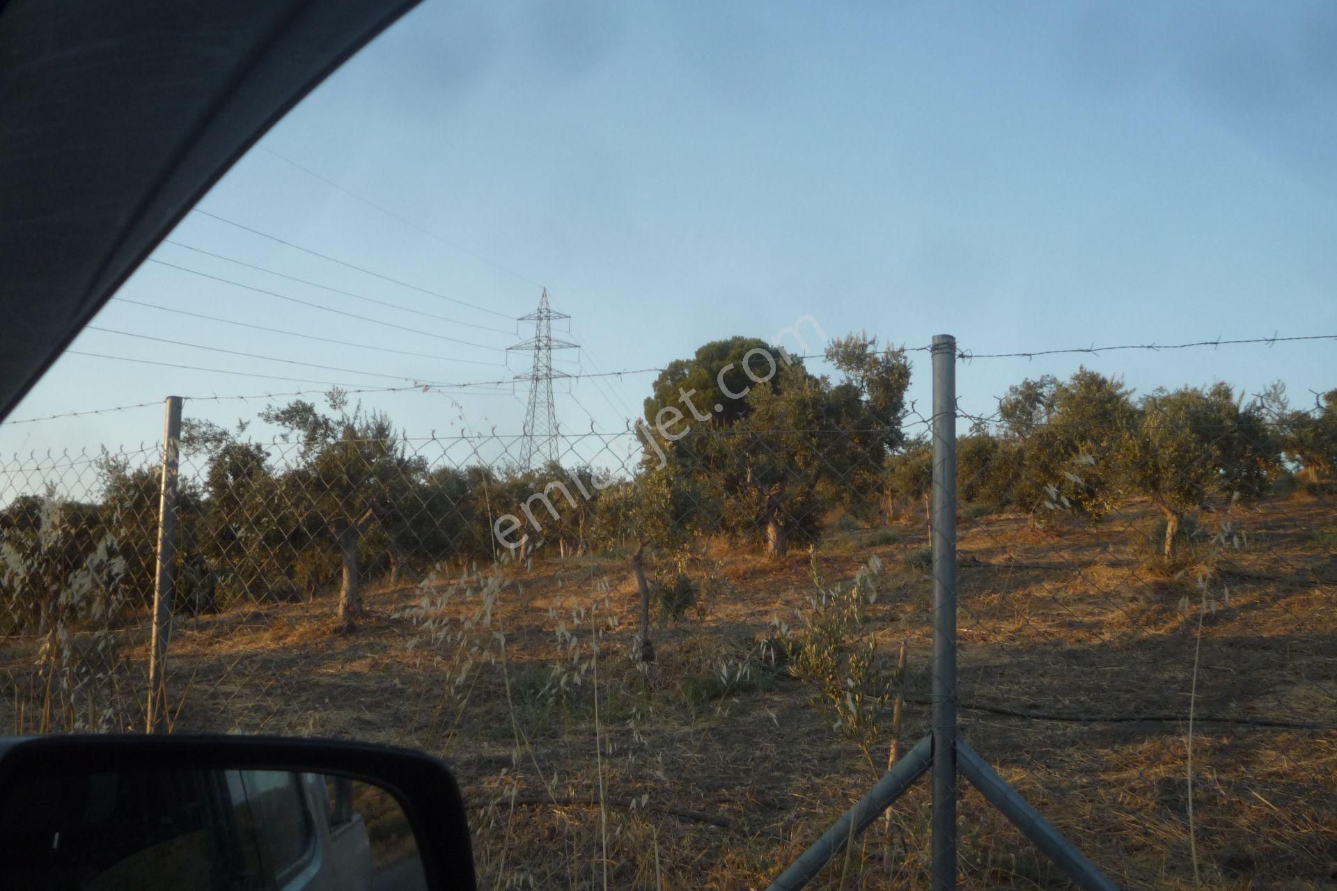 İzmir Torbalı Gold Emlaktan Satılık Harika Bakımlı Zeytinlik - Görsel 16