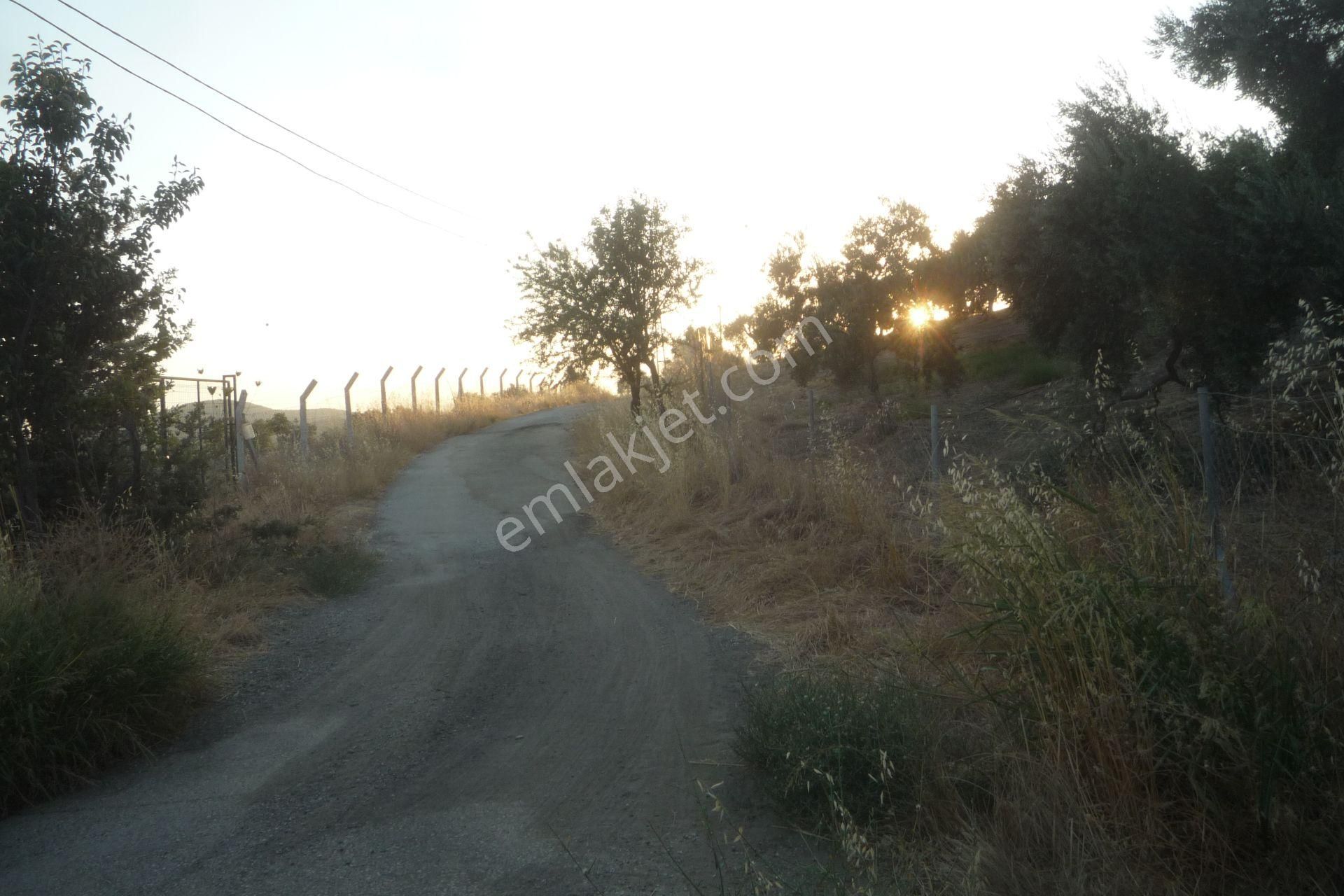 İzmir Torbalı Gold Emlaktan Satılık Harika Bakımlı Zeytinlik - Görsel 9
