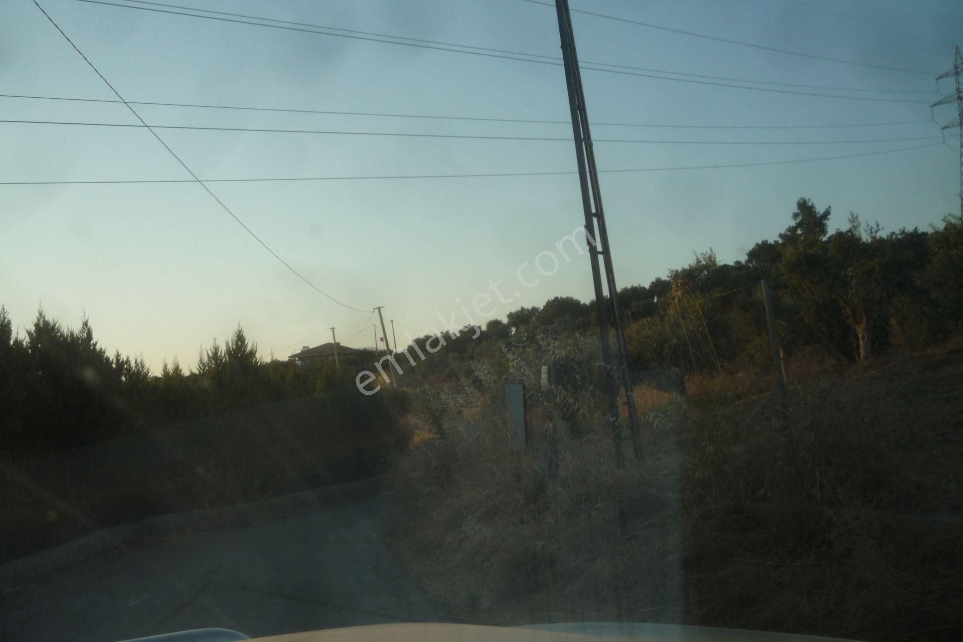 İzmir Torbalı Gold Emlaktan Satılık Harika Bakımlı Zeytinlik - Görsel 18