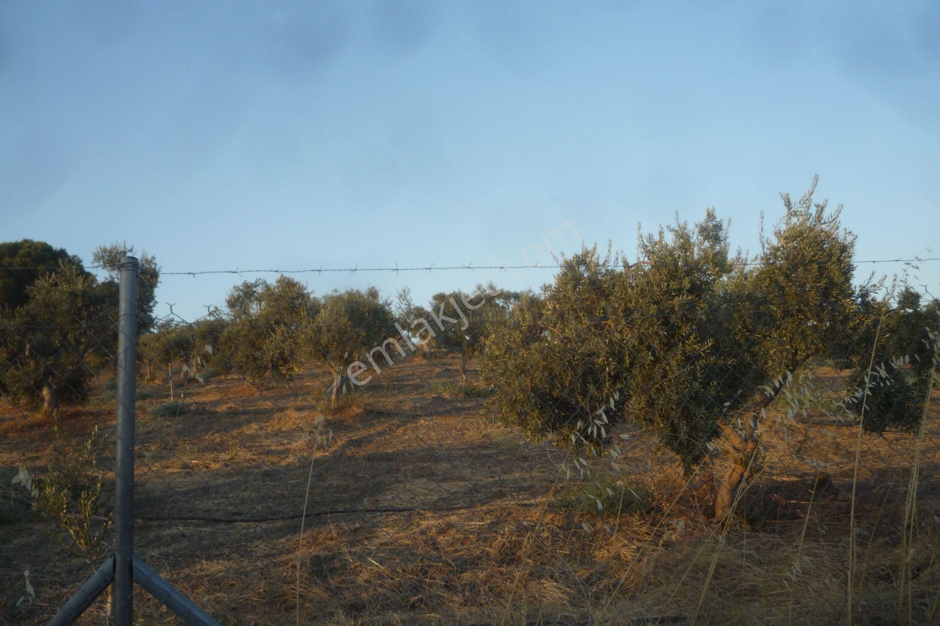 İzmir Torbalı Gold Emlaktan Satılık Harika Bakımlı Zeytinlik - Görsel 15