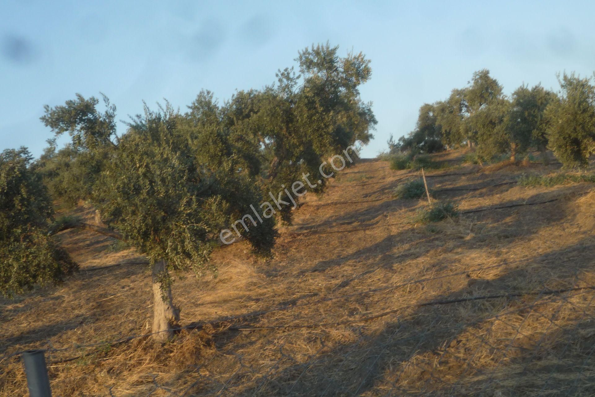 İzmir Torbalı Gold Emlaktan Satılık Harika Bakımlı Zeytinlik - Görsel 6