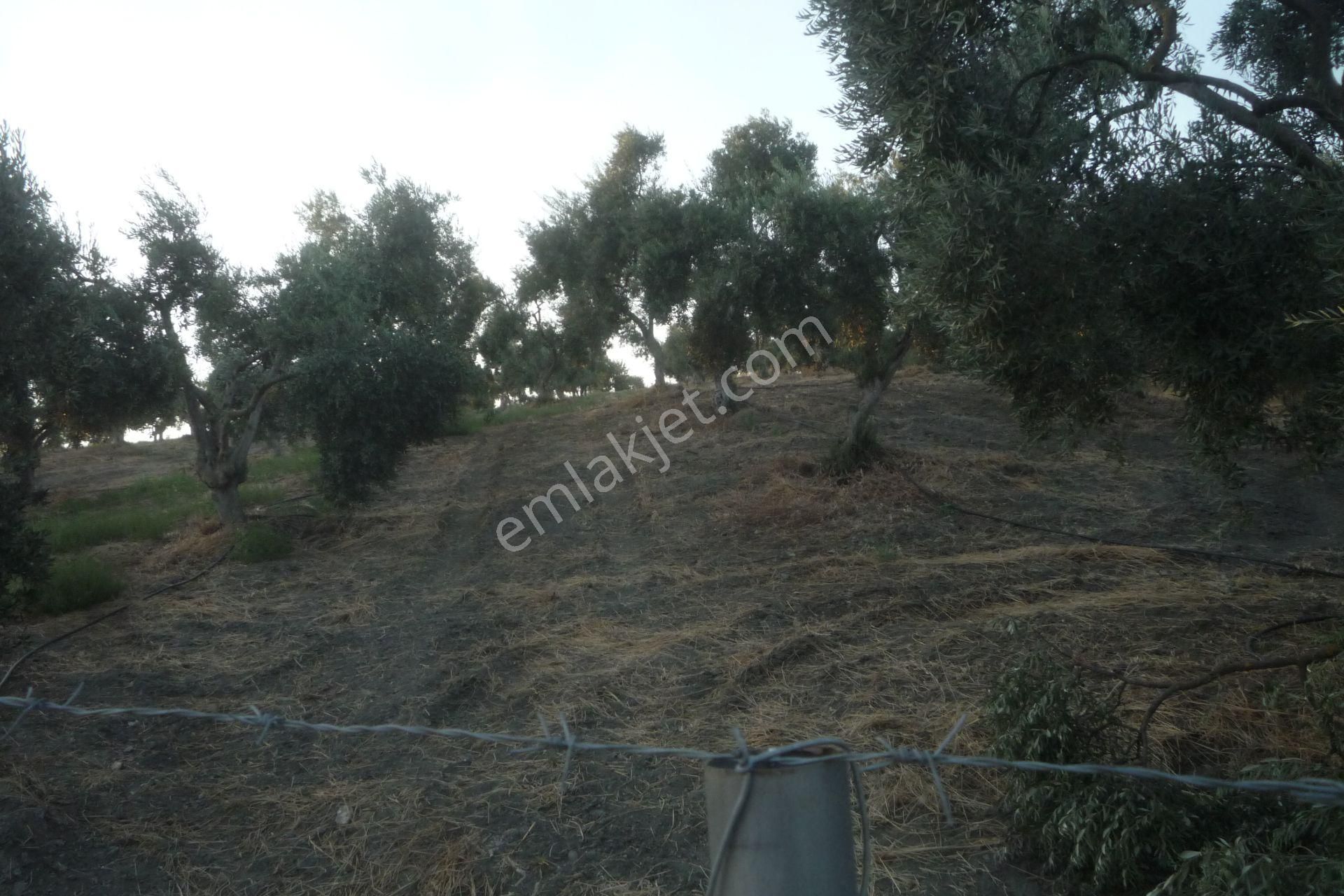 İzmir Torbalı Gold Emlaktan Satılık Harika Bakımlı Zeytinlik - Görsel 11