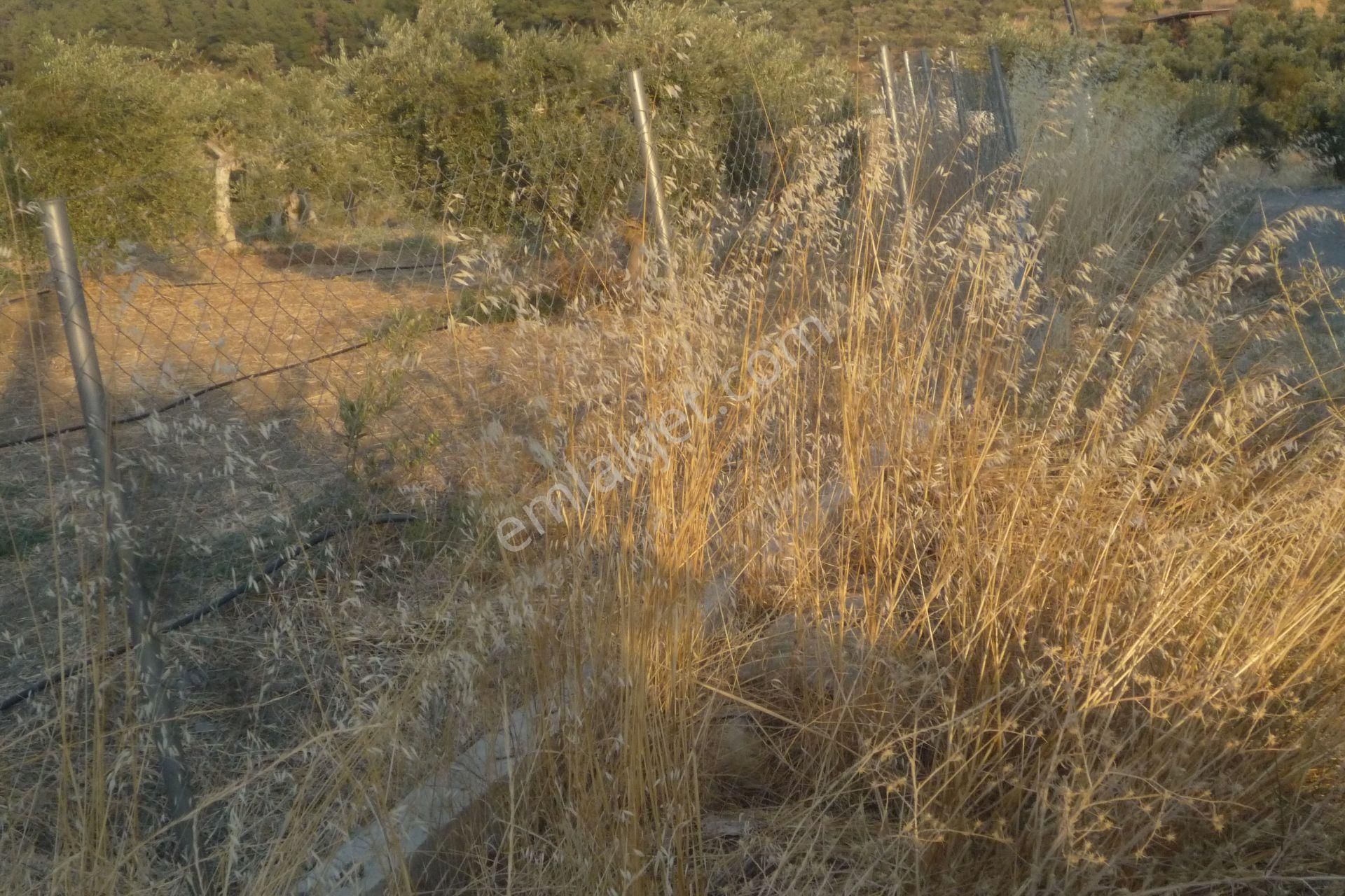 İzmir Torbalı Gold Emlaktan Satılık Harika Bakımlı Zeytinlik - Görsel 8