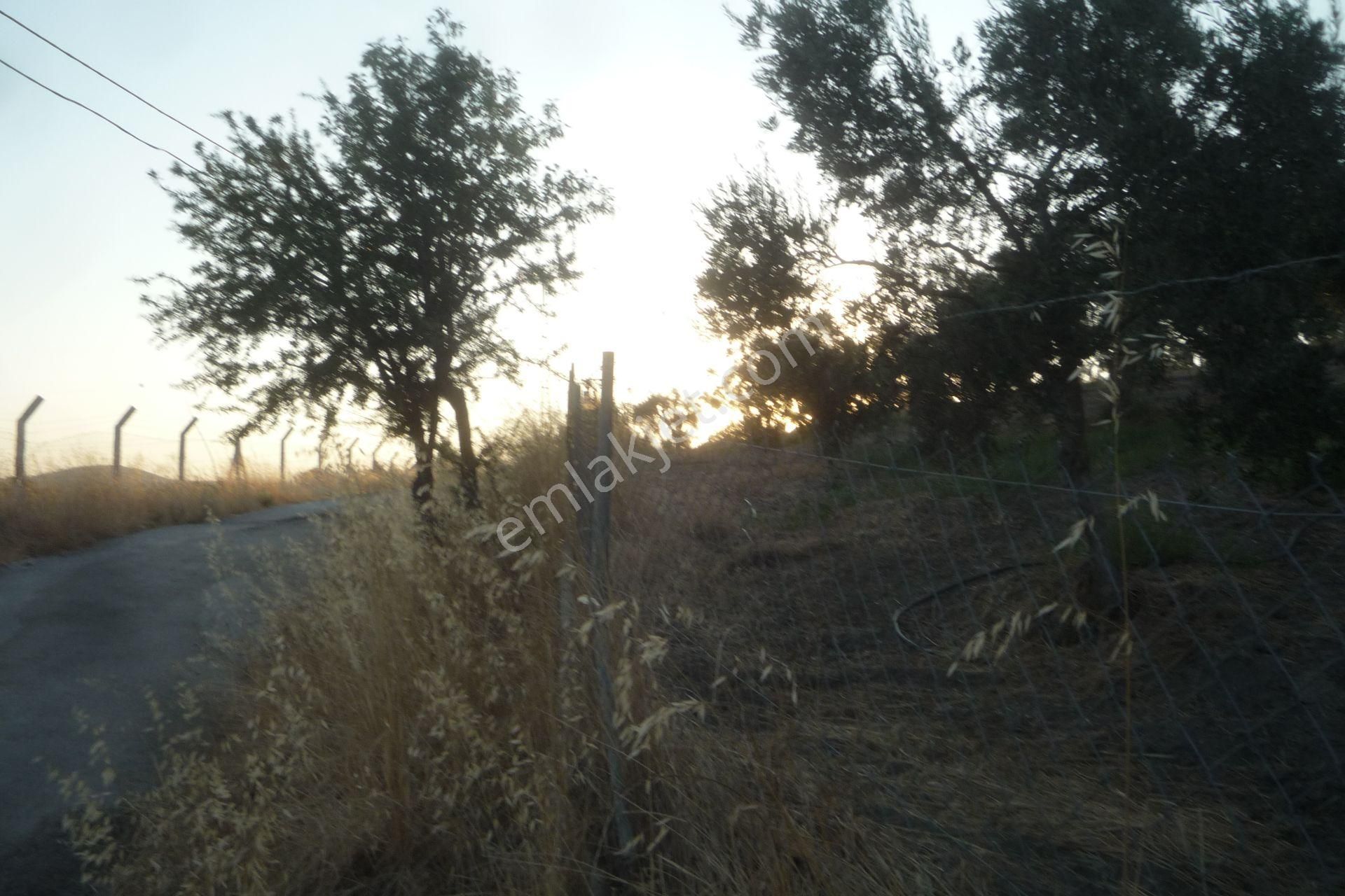 İzmir Torbalı Gold Emlaktan Satılık Harika Bakımlı Zeytinlik - Görsel 12