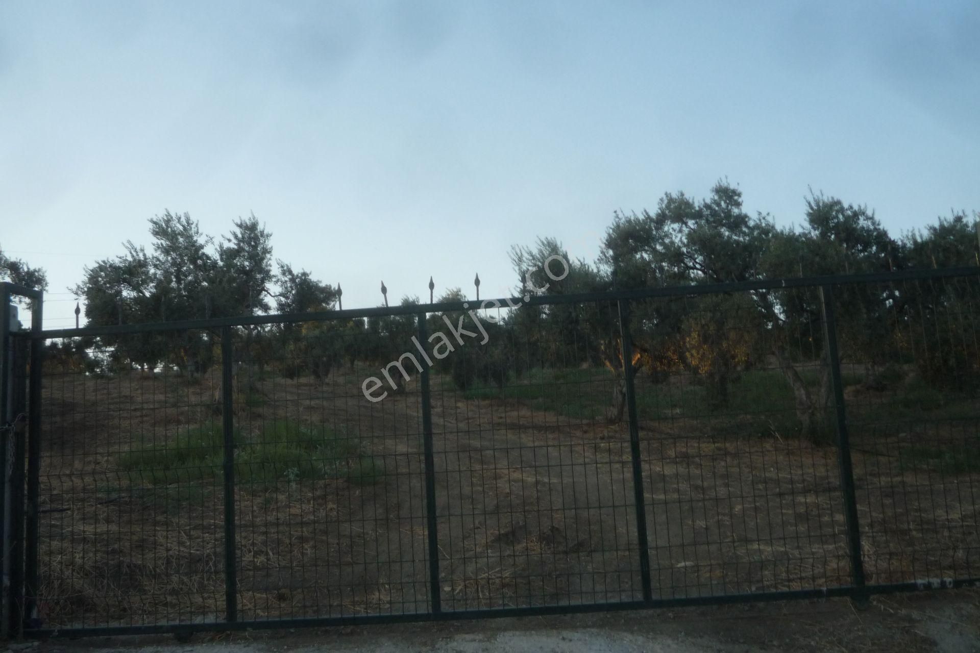 İzmir Torbalı Gold Emlaktan Satılık Harika Bakımlı Zeytinlik - Görsel 13