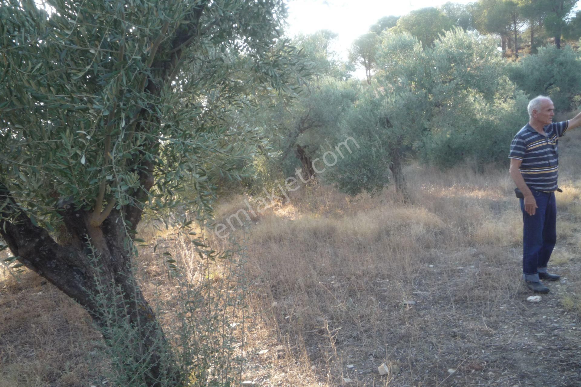 İzmir Torbalı Gold Emlaktan Satılık Bakımlı Zeytinlik - Görsel 7
