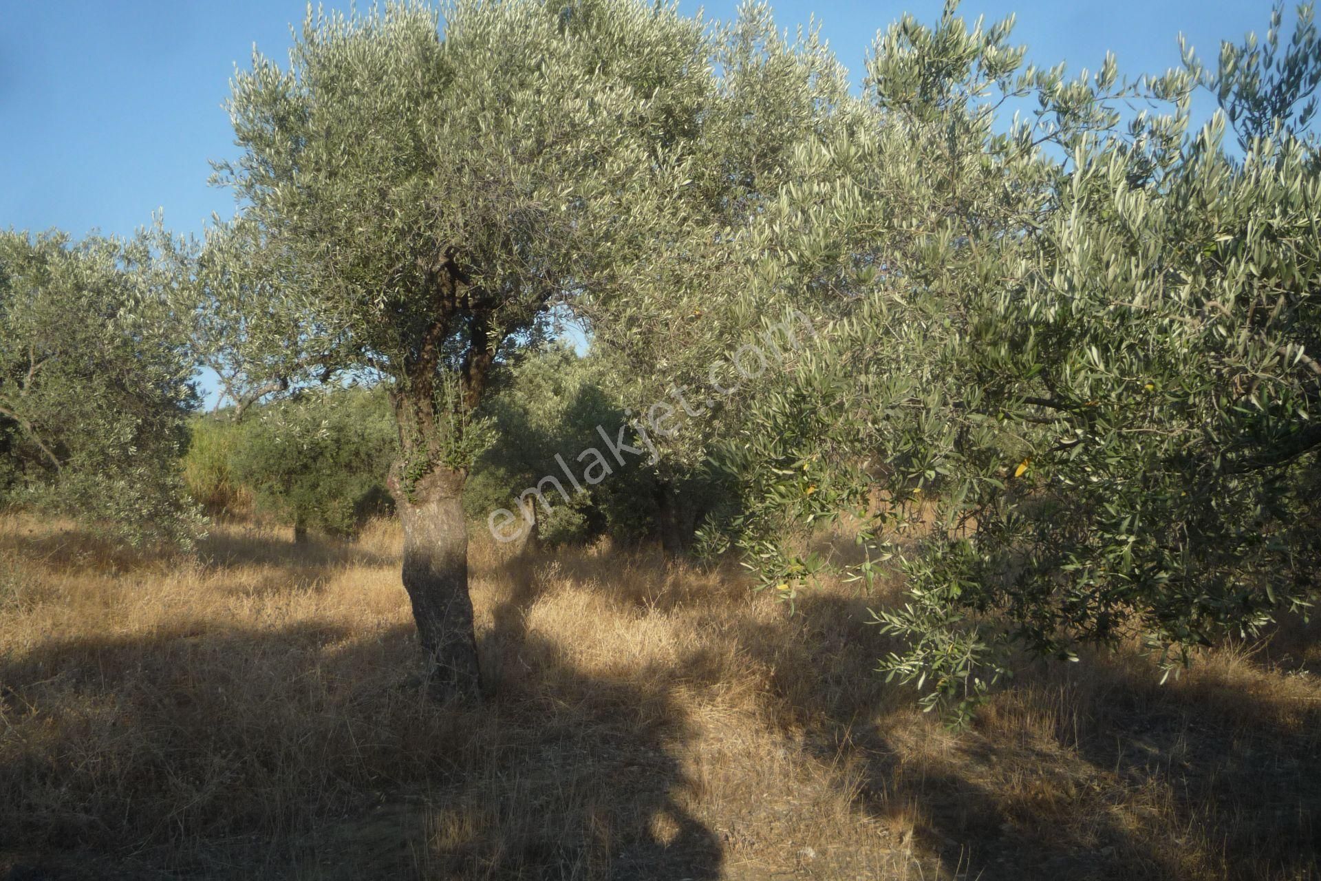 İzmir Torbalı Gold Emlaktan Satılık Bakımlı Zeytinlik - Görsel 11