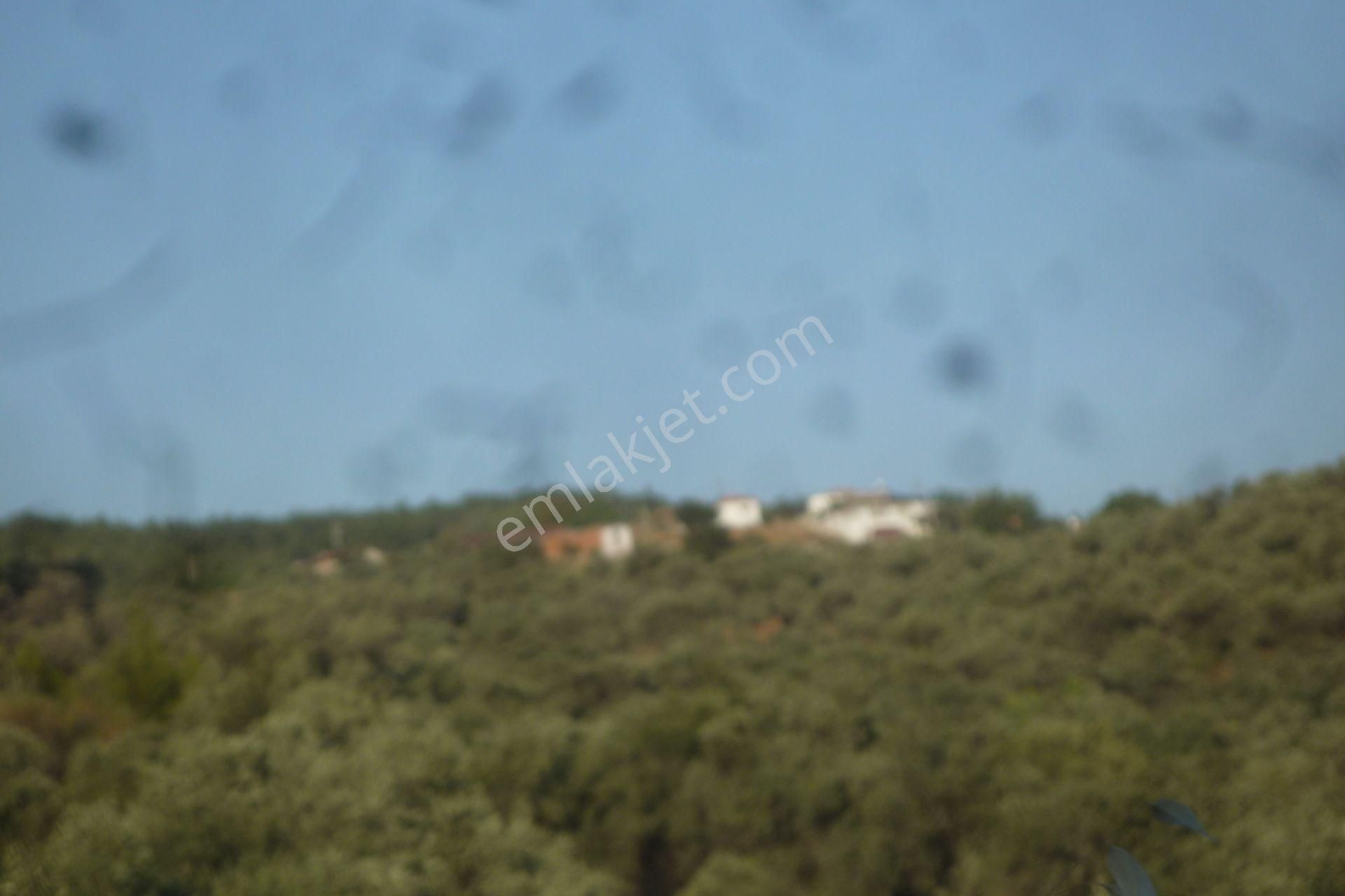 İzmir Torbalı Gold Emlaktan Satılık Bakımlı Zeytinlik - Görsel 17