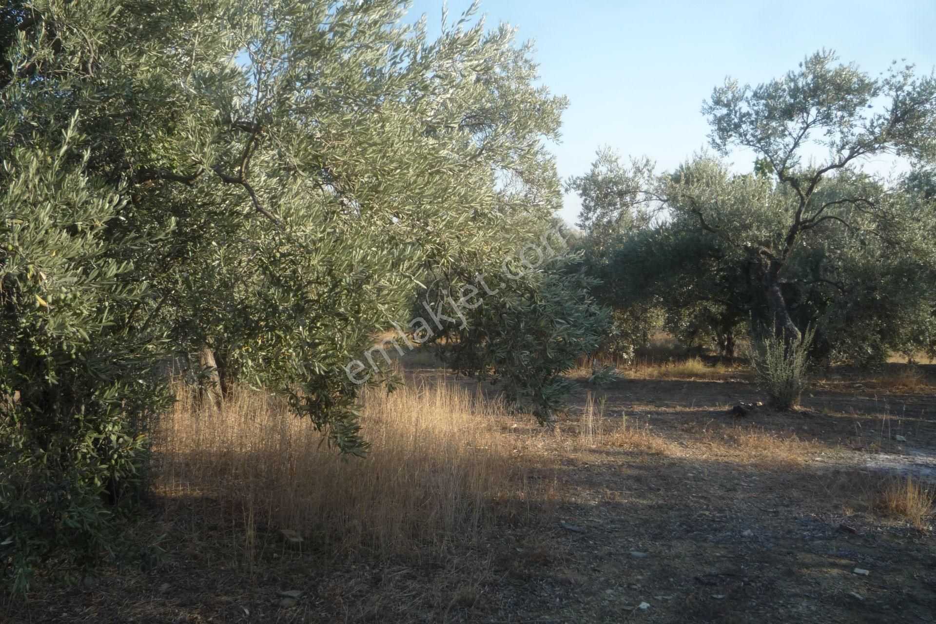 İzmir Torbalı Gold Emlaktan Satılık Bakımlı Zeytinlik - Görsel 2