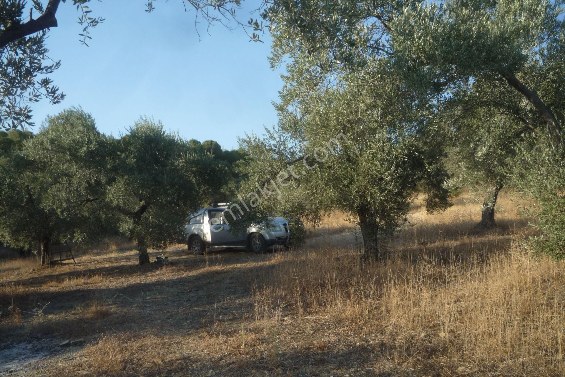İzmir Torbalı Gold Emlaktan Satılık Bakımlı Zeytinlik - Görsel 5
