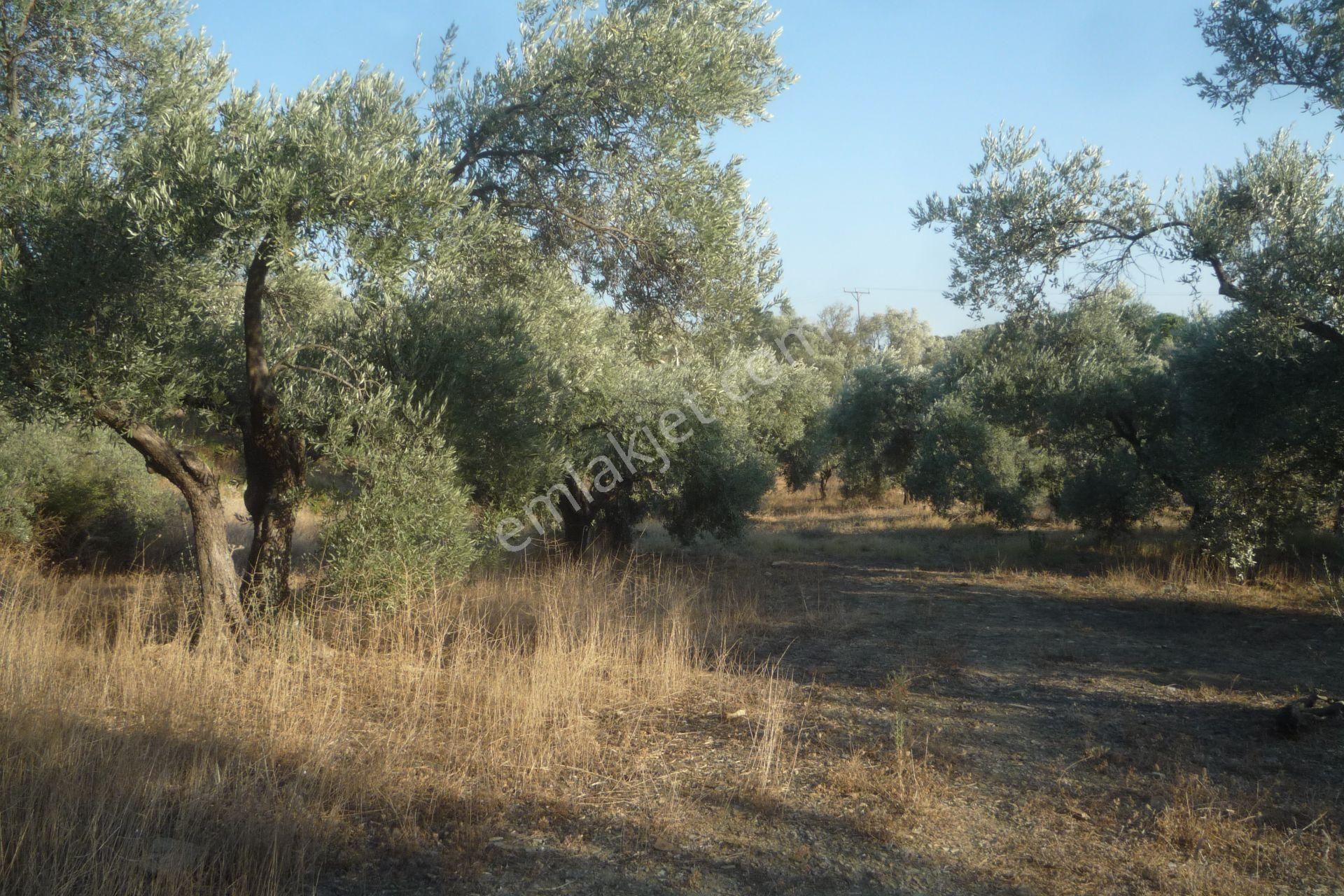 İzmir Torbalı Gold Emlaktan Satılık Bakımlı Zeytinlik - Görsel 3