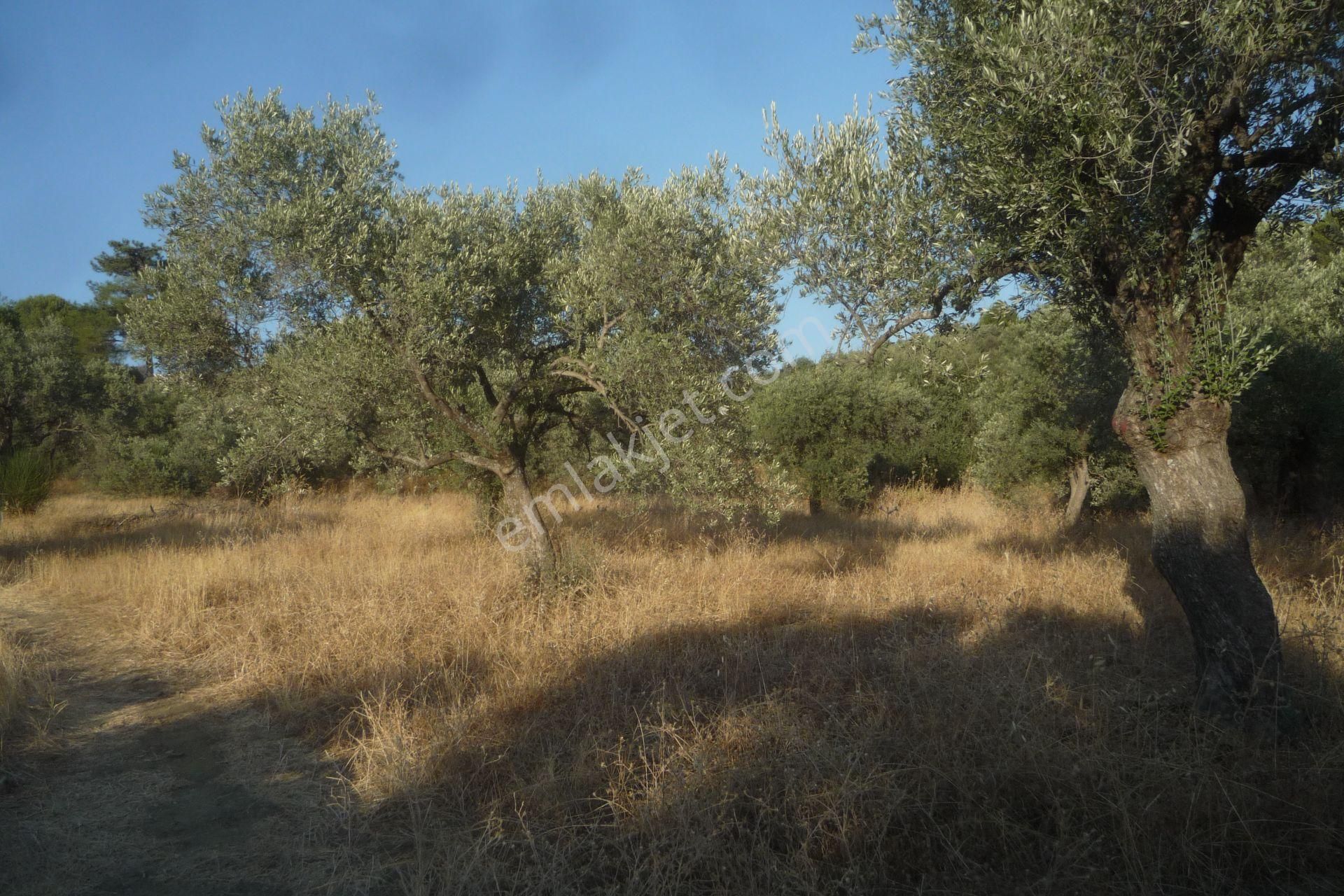 İzmir Torbalı Gold Emlaktan Satılık Bakımlı Zeytinlik - Görsel 12