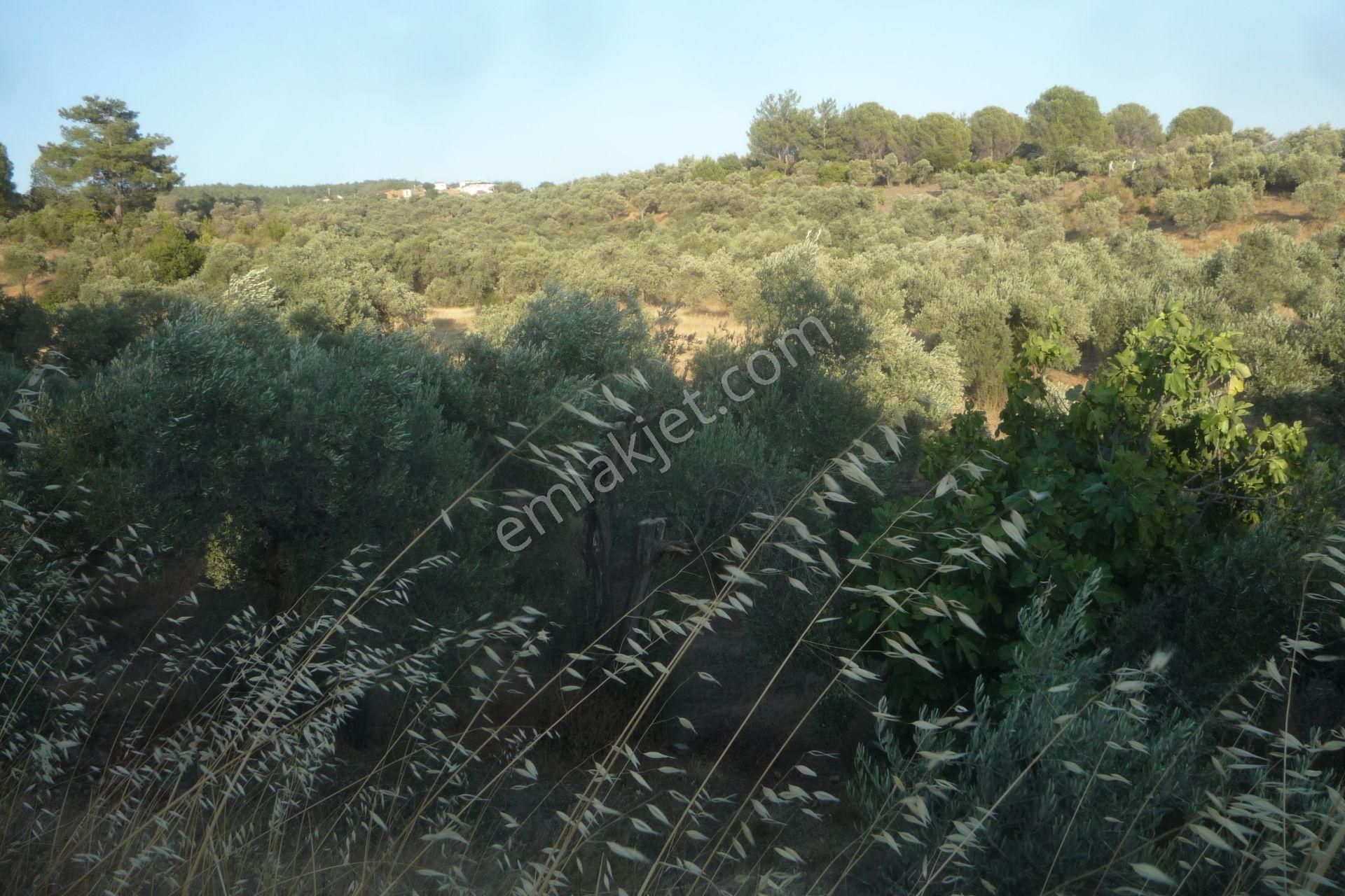 İzmir Torbalı Gold Emlaktan Satılık Bakımlı Zeytinlik - Görsel 14