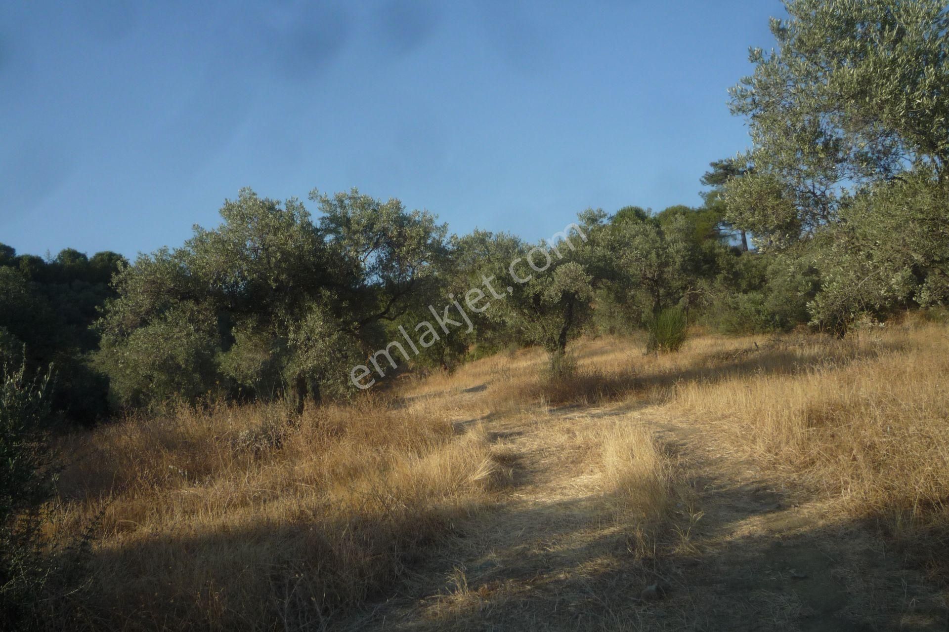 İzmir Torbalı Gold Emlaktan Satılık Bakımlı Zeytinlik - Görsel 13