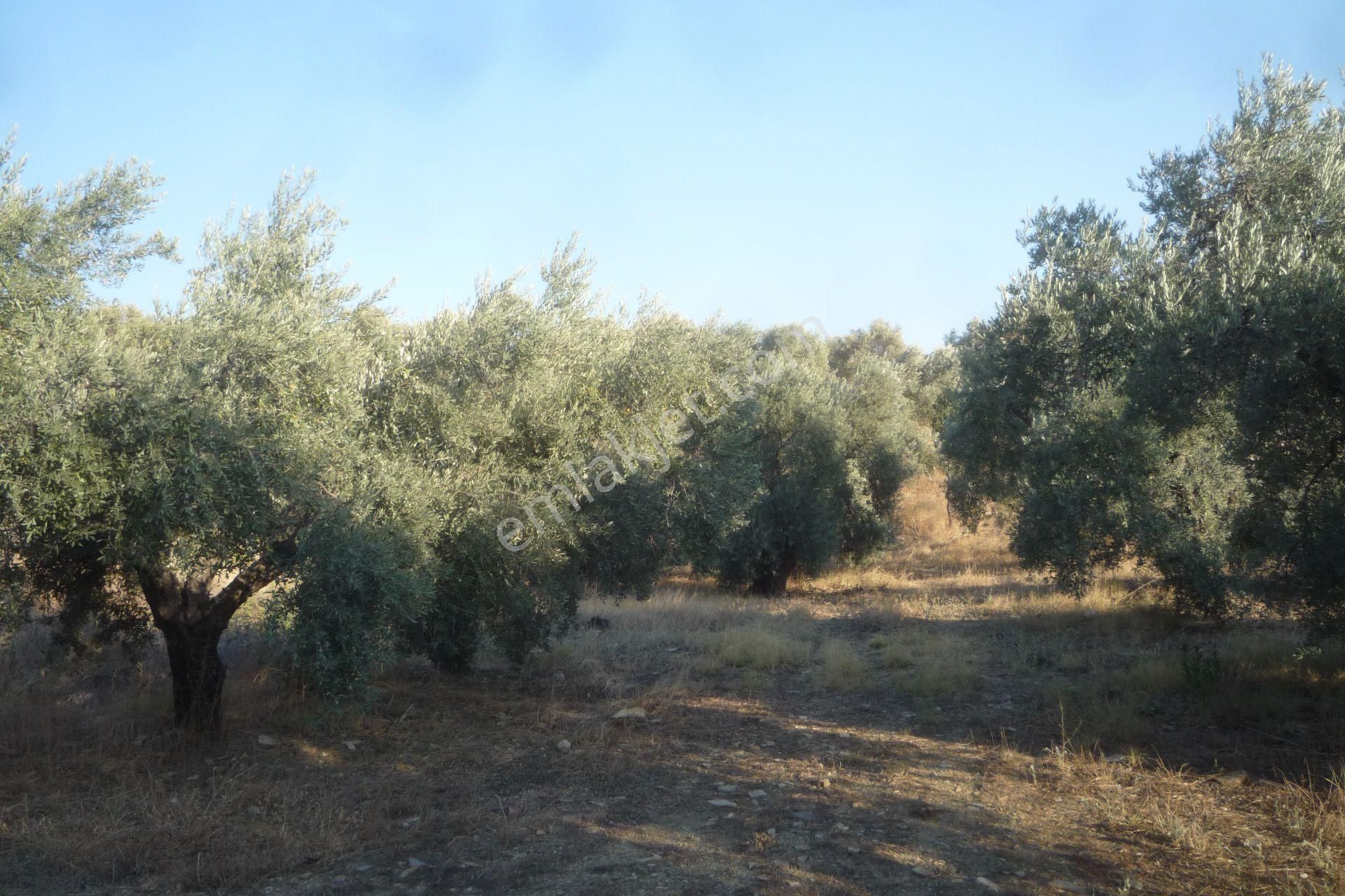 İzmir Torbalı Gold Emlaktan Satılık Bakımlı Zeytinlik - Görsel 4