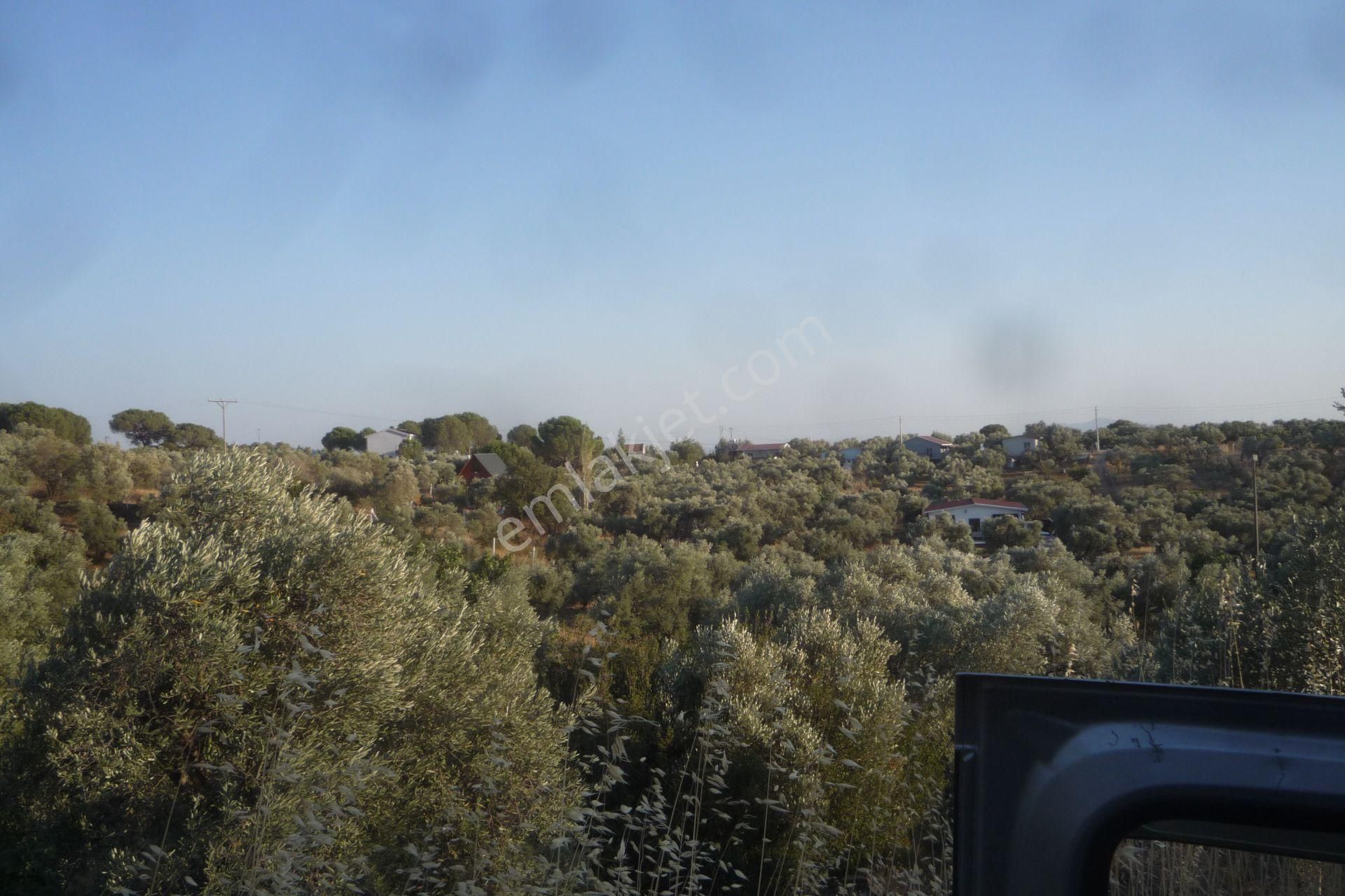 İzmir Torbalı Gold Emlaktan Satılık Bakımlı Zeytinlik - Görsel 16