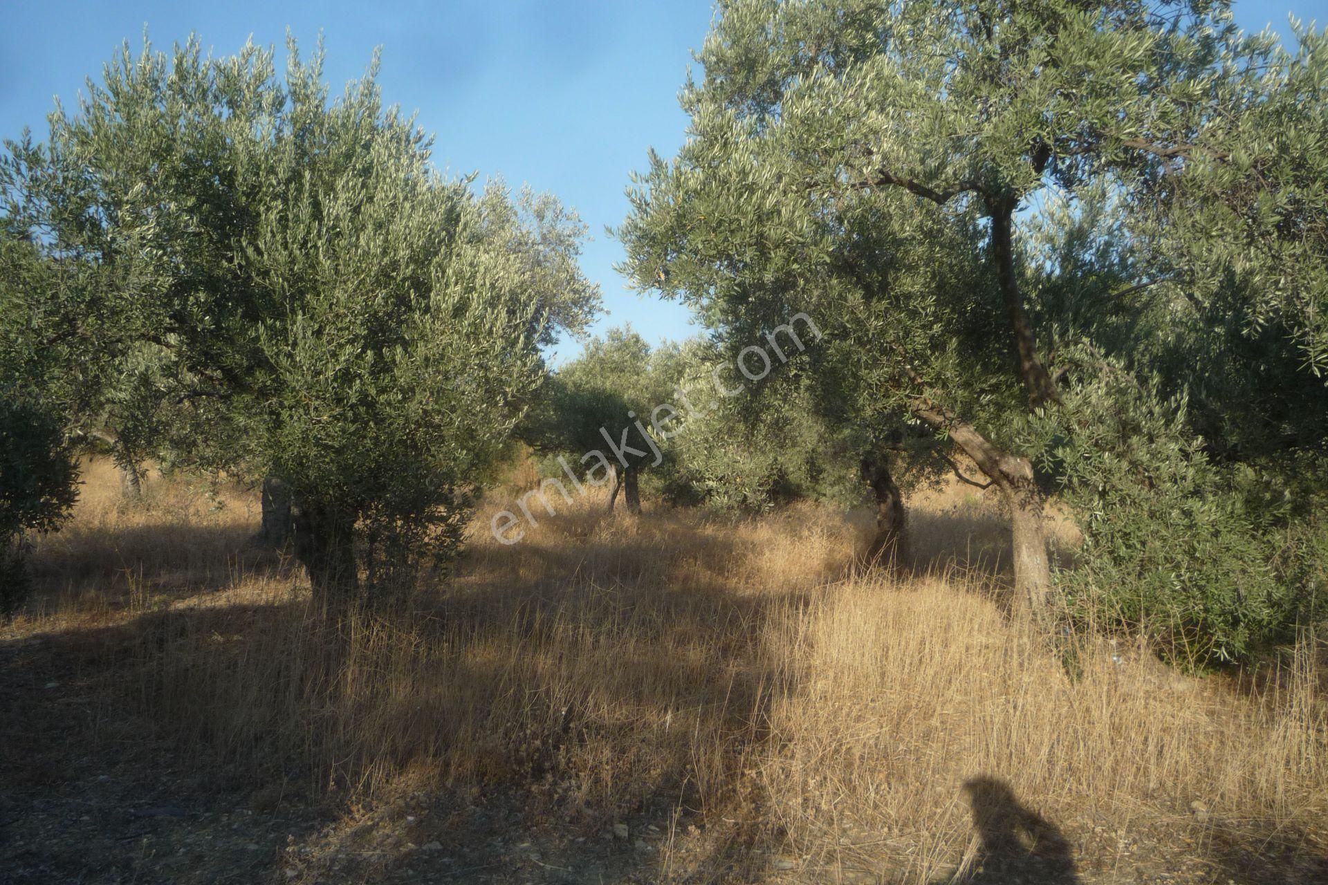 İzmir Torbalı Gold Emlaktan Satılık Bakımlı Zeytinlik - Görsel 9