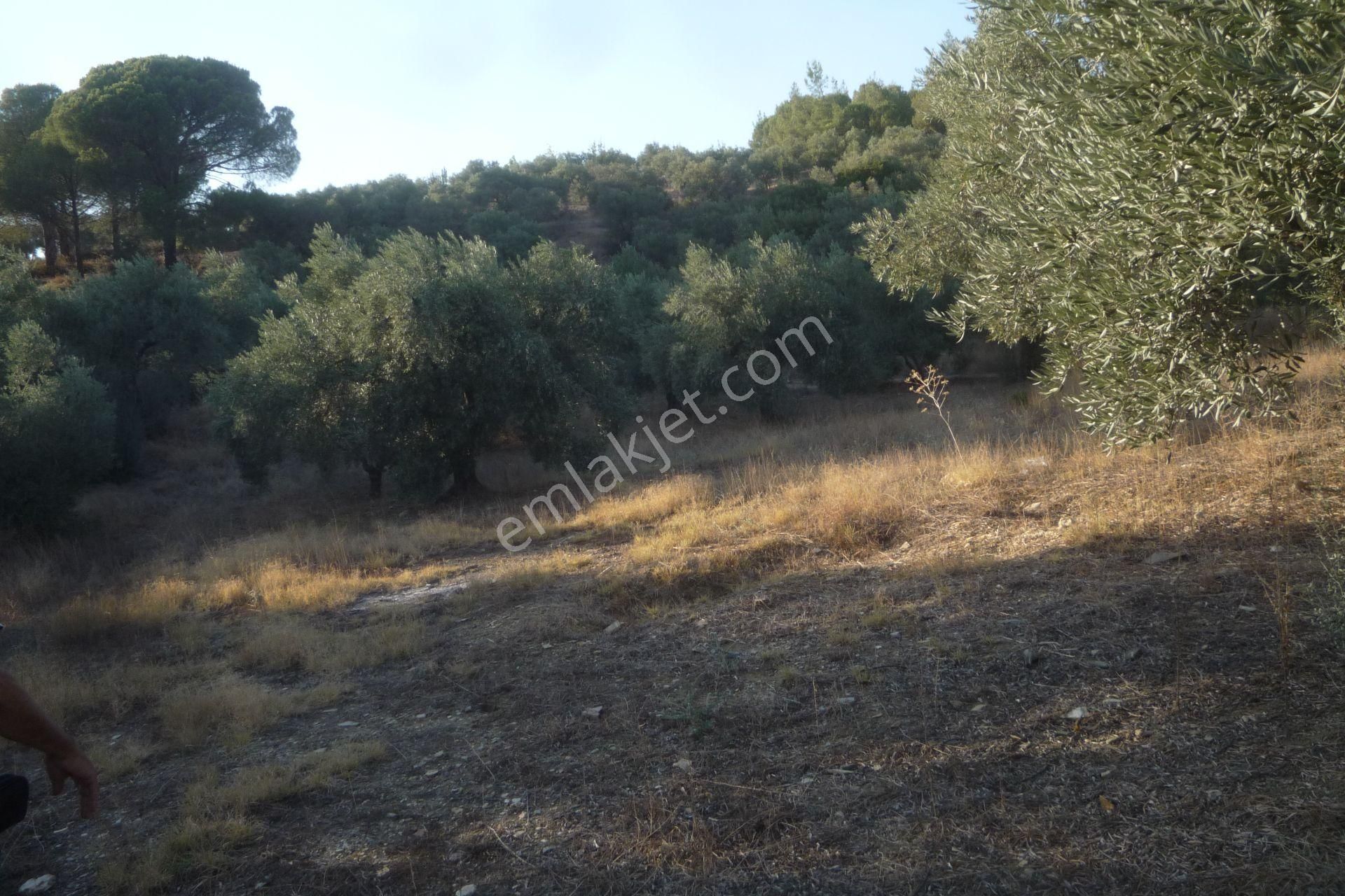 İzmir Torbalı Gold Emlaktan Satılık Bakımlı Zeytinlik - Görsel 6
