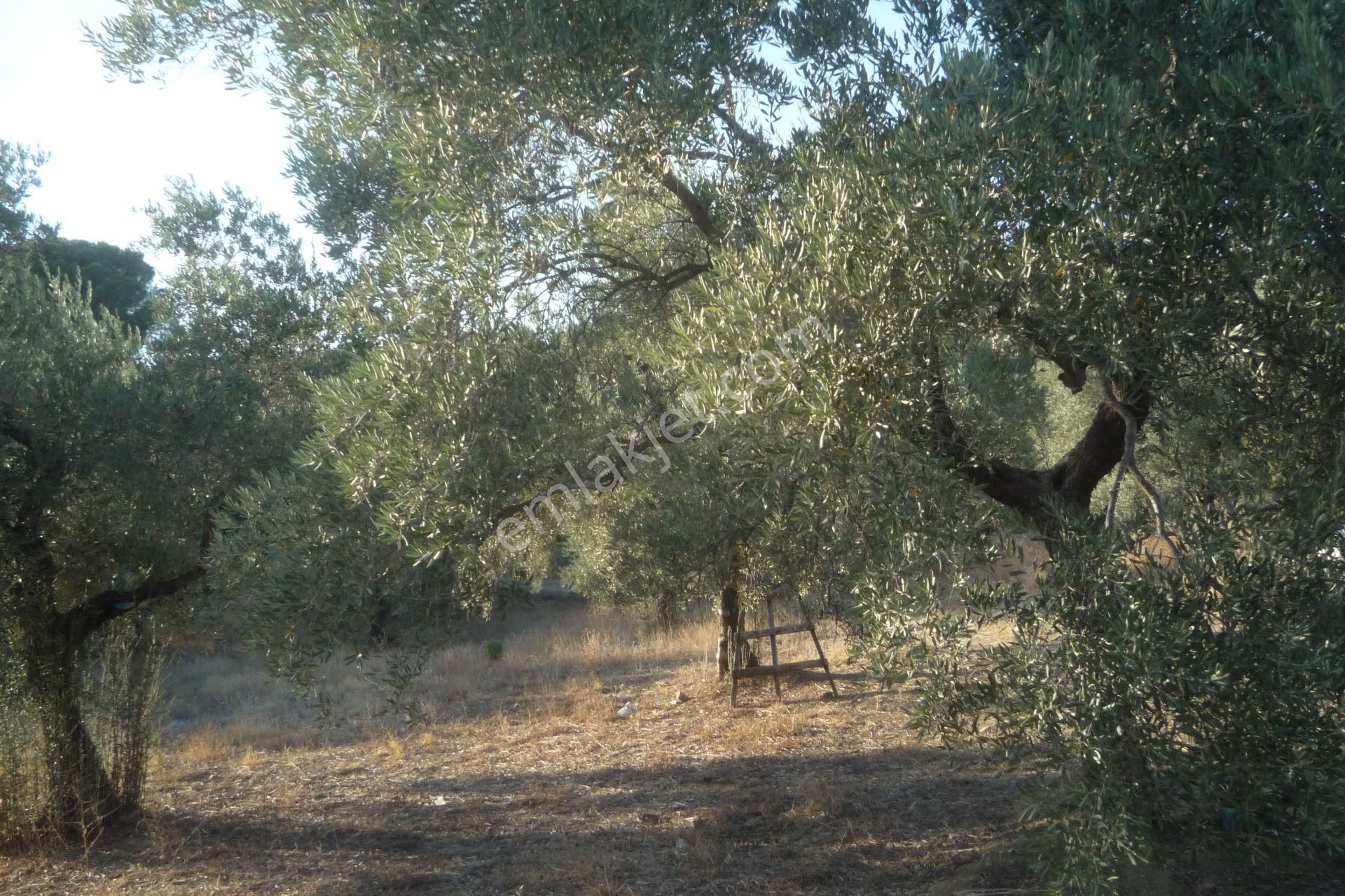 İzmir Torbalı Gold Emlaktan Satılık Bakımlı Zeytinlik - Görsel 10