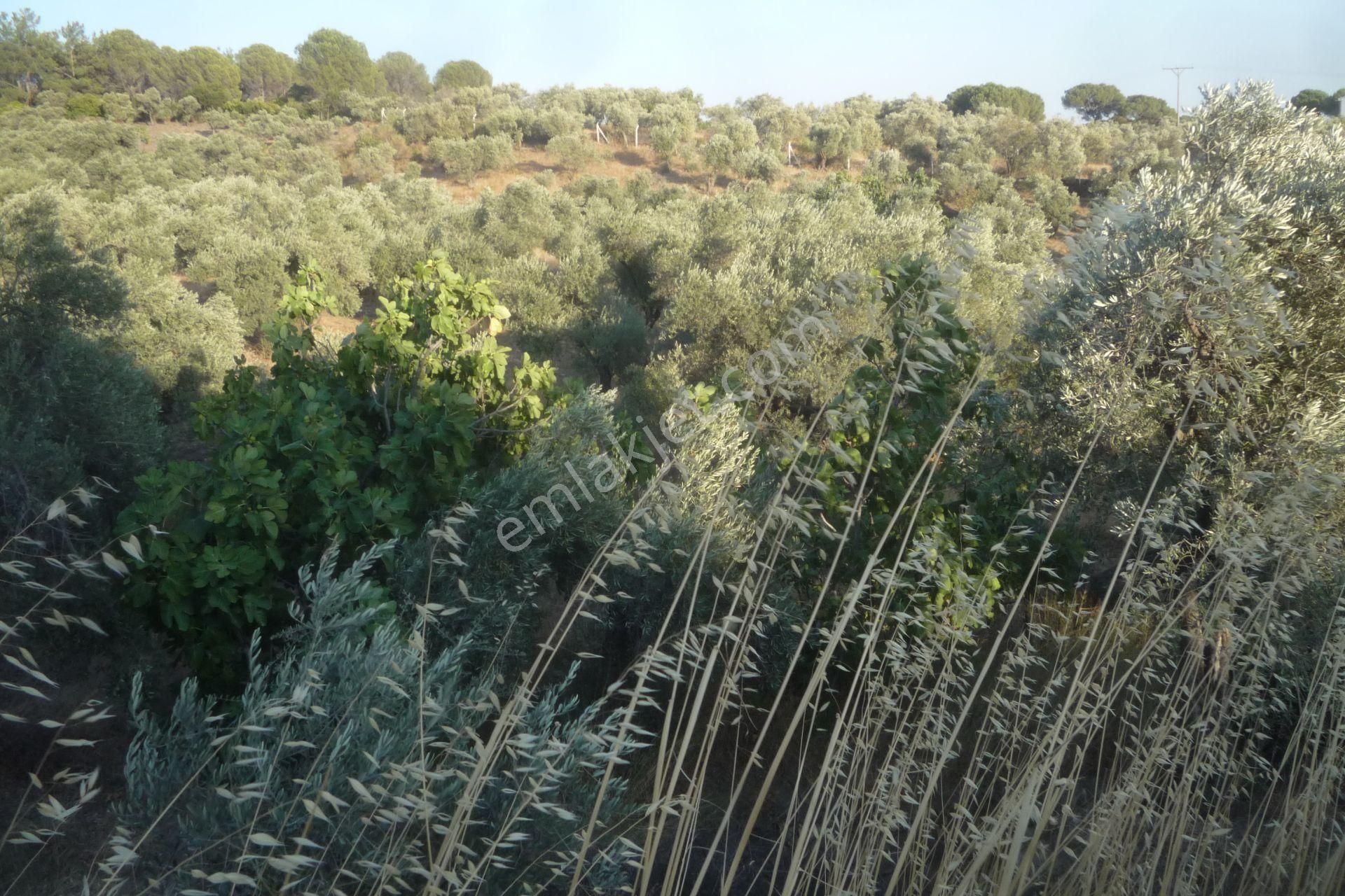 İzmir Torbalı Gold Emlaktan Satılık Bakımlı Zeytinlik - Görsel 15