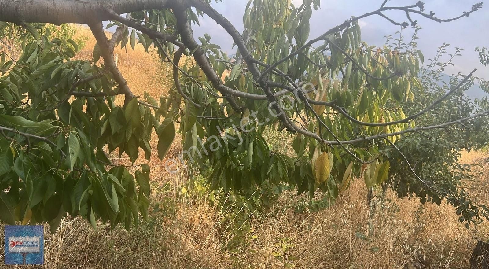Adana Pozantı Hamidiye Yaylası Geniş Bahçeli Satılık Yayla Evi - Görsel 11