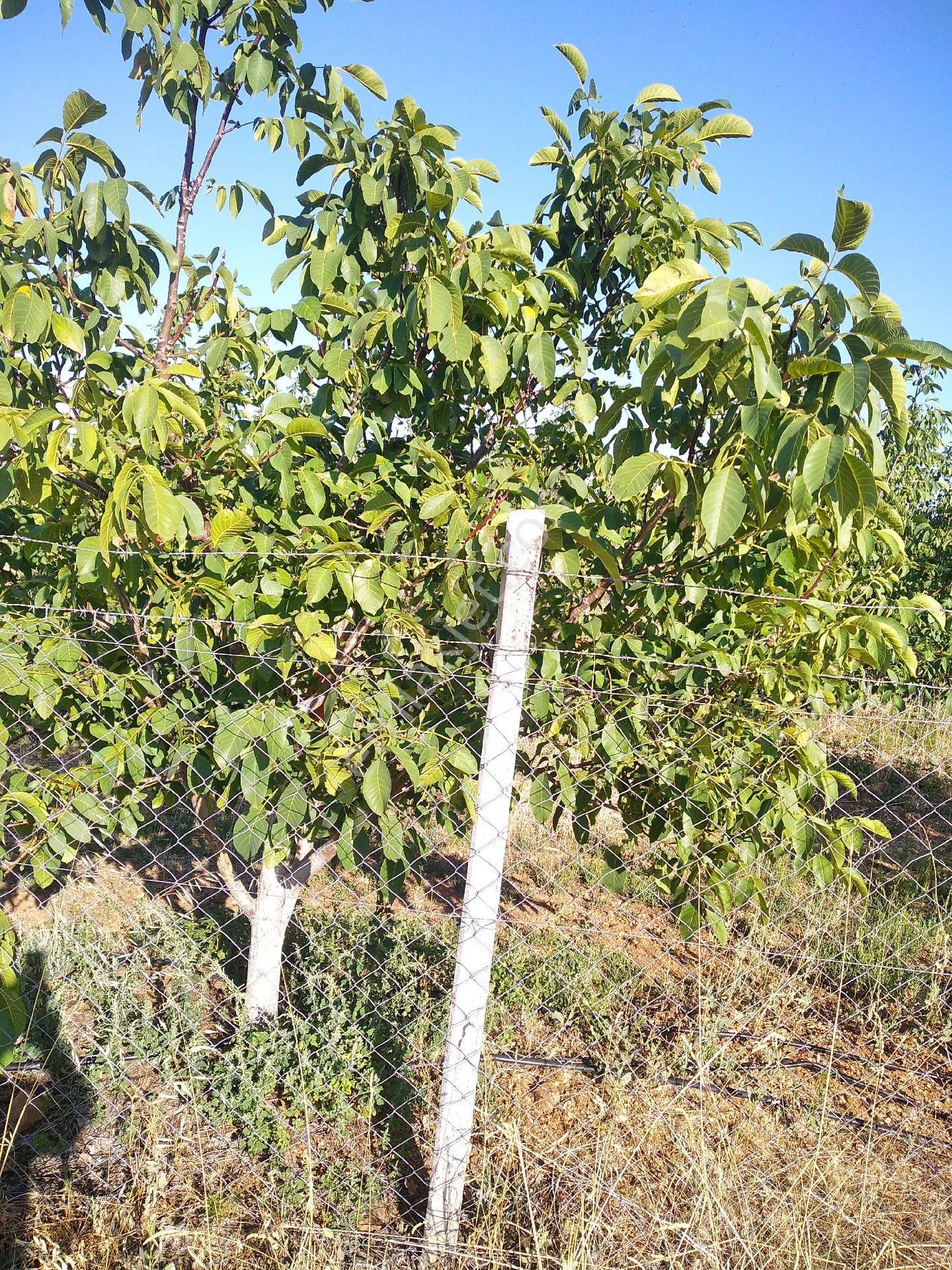 Sücüllü Emlaktan S A T I L I K. Fernor Ceviz Bahçesi Akşehir 'e 30 Km Mesafede