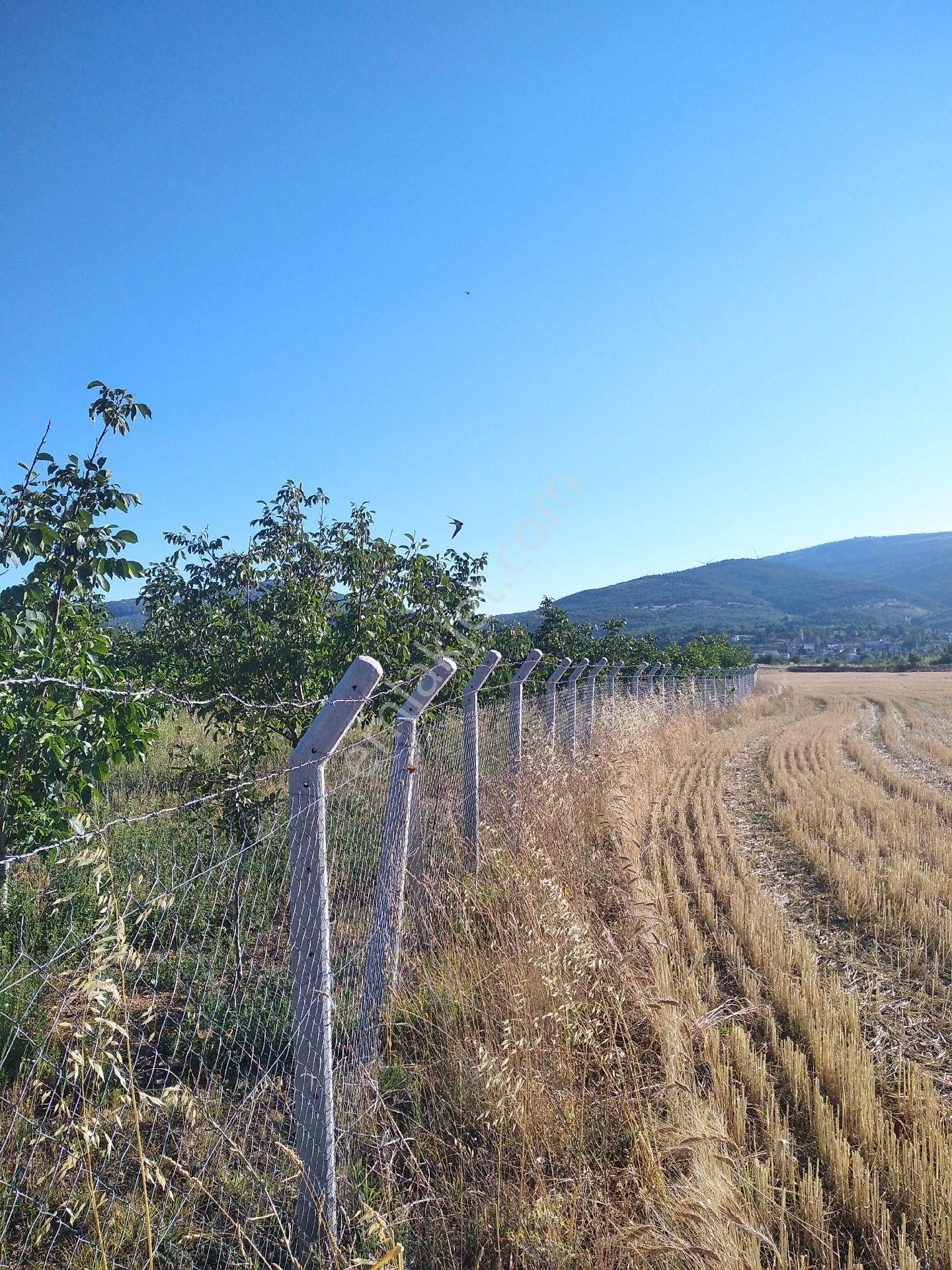 Sücüllü Emlaktan S A T I L I K. Fernor Ceviz Bahçesi Akşehir 'e 30 Km Mesafede - Görsel 5
