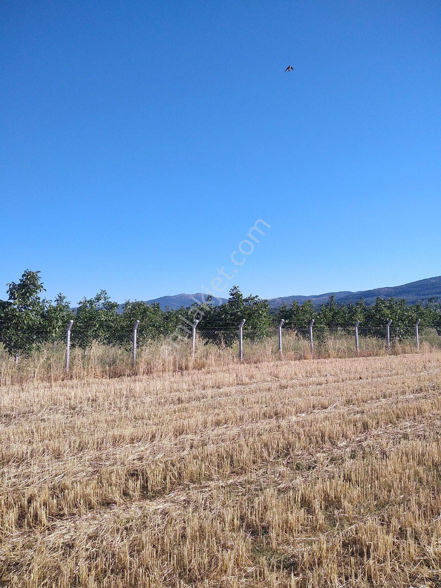 Sücüllü Emlaktan S A T I L I K. Fernor Ceviz Bahçesi Akşehir 'e 30 Km Mesafede - Görsel 8