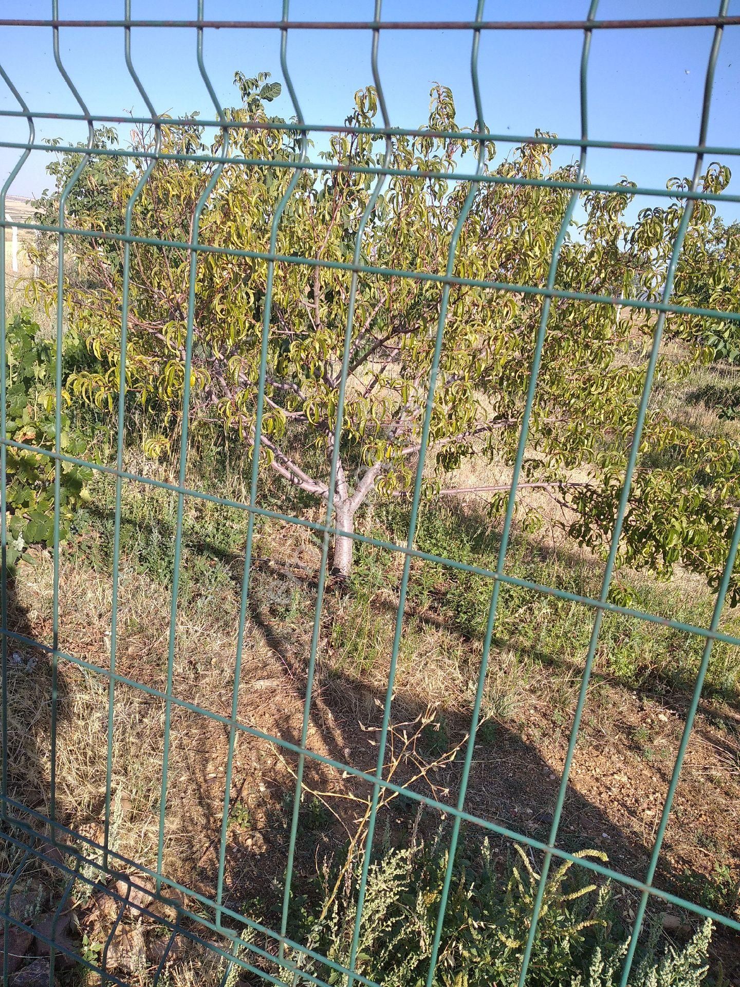 Sücüllü Emlaktan S A T I L I K. Fernor Ceviz Bahçesi Akşehir 'e 30 Km Mesafede - Görsel 4