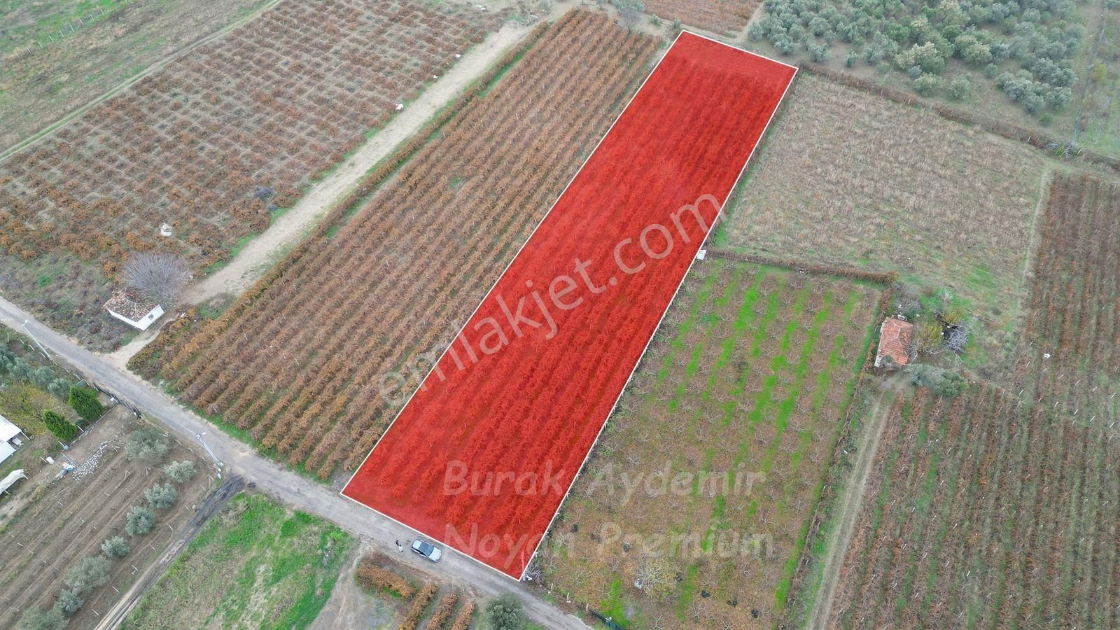 Kemalpaşa 85. Yıl Cumhuriyet Mah. 4336 M2 Satılık Bağ - Görsel 7