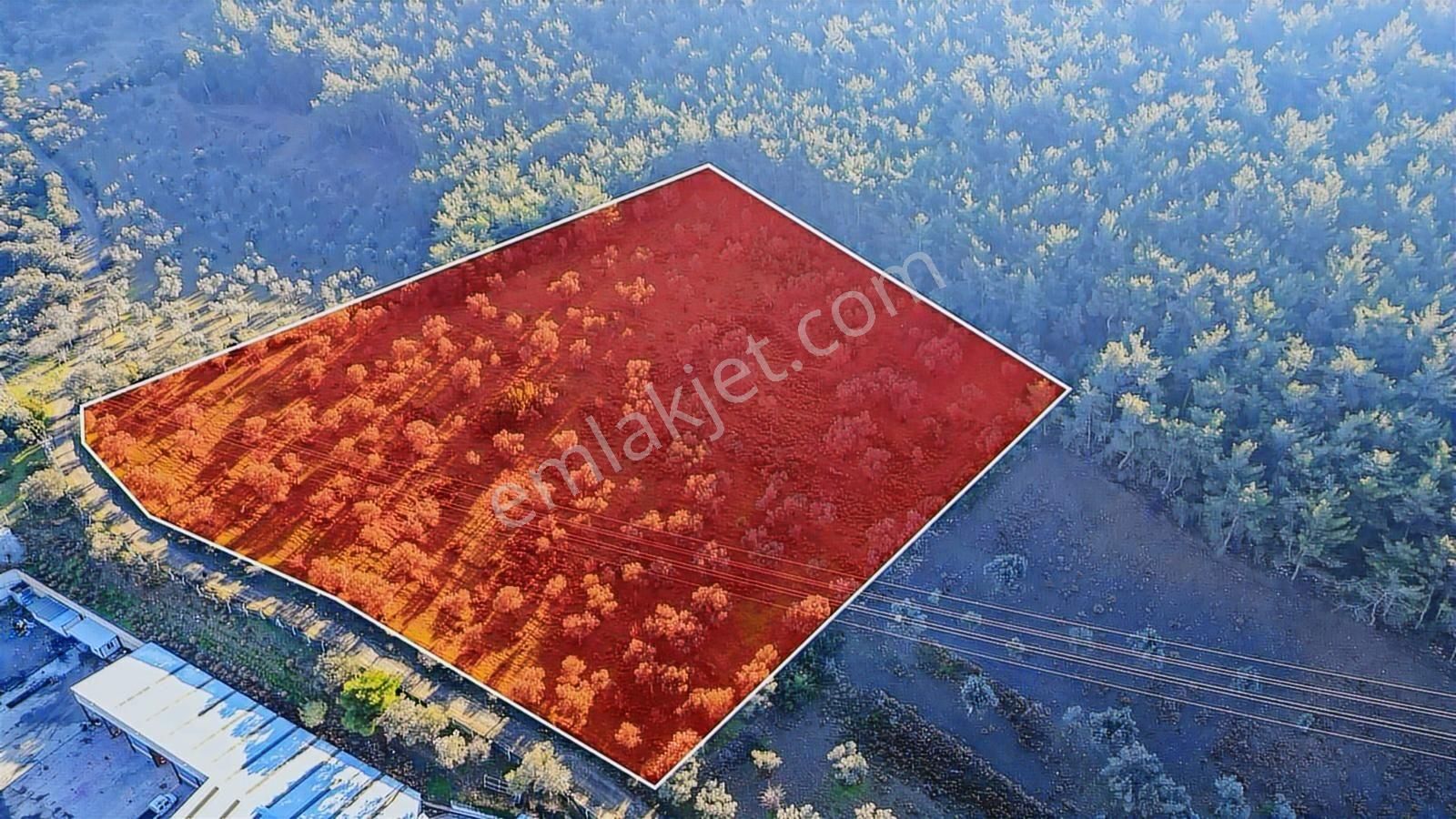 Bornova Pınarbaşı'nda 13.000 M² Satılık Fırsat Zeytinlik - Görsel 5