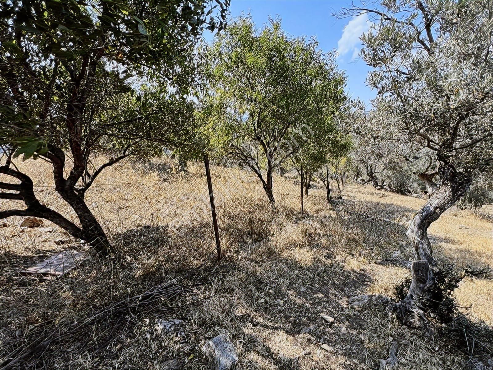 Seferihisar Ulamış' Ta Uygun Fiyatlı Büyük Arazi - Görsel 13