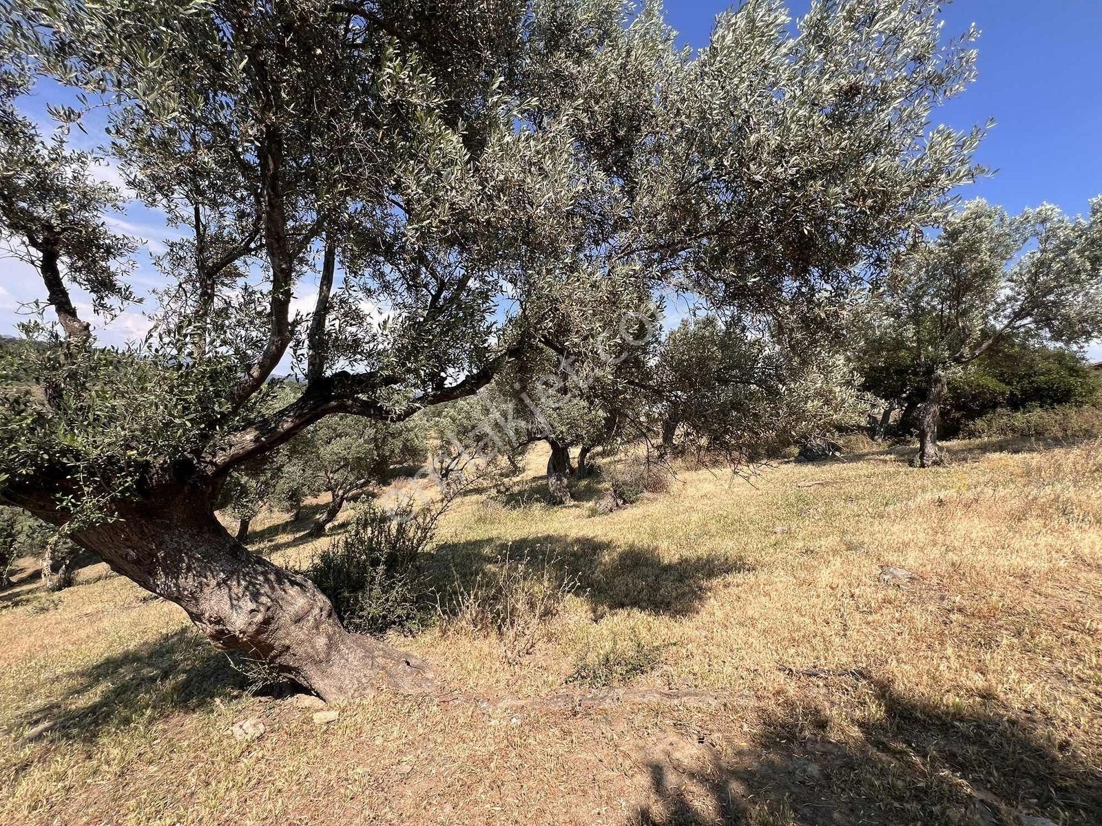 Seferihisar Ulamış' Ta Uygun Fiyatlı Büyük Arazi - Görsel 28