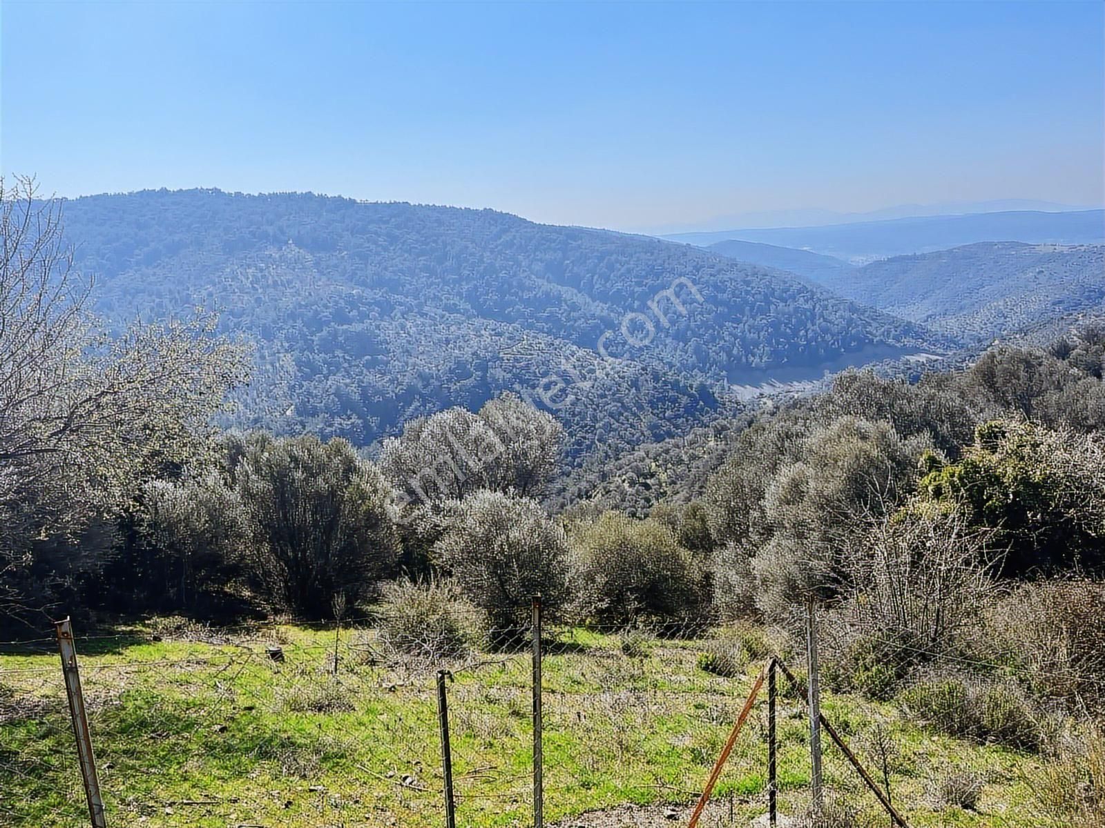 Güzelbahçe Payamlı Kuşpınar'da Yatırımlık Fırsat Zeytinlik