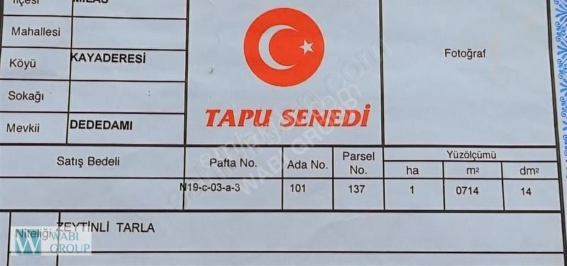 Milas Kayaderesi Satılık Zeytinli Tarla