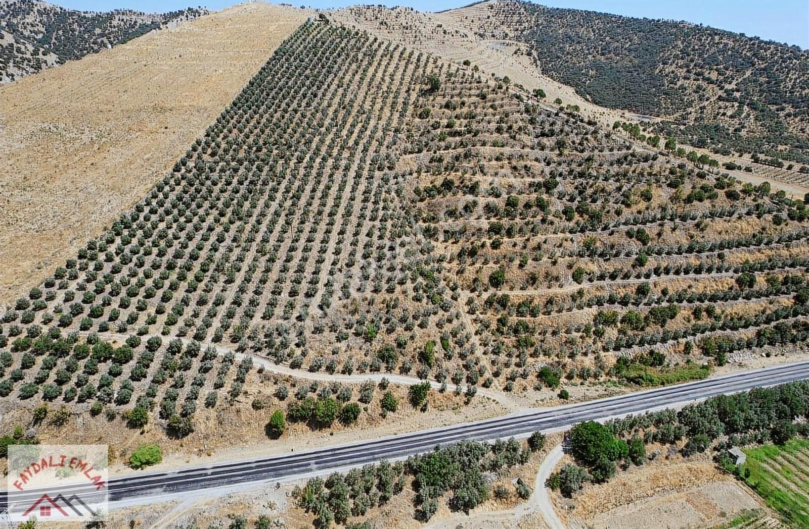Manisa Köprübaşı Borlu Ana Yol Üzeri Satılık Zeytinlik - Görsel 4